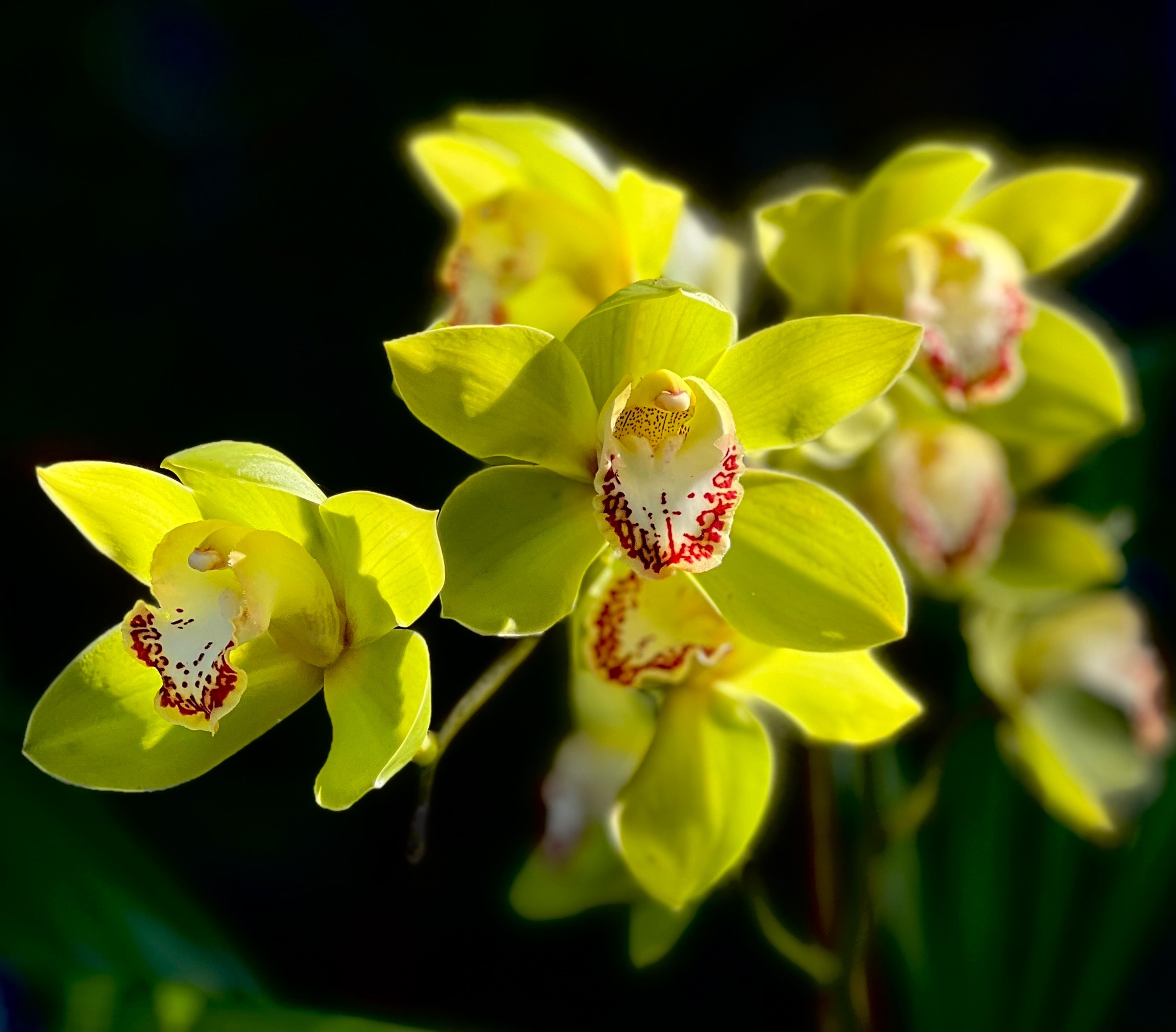 Cymbidium Alice Anderson