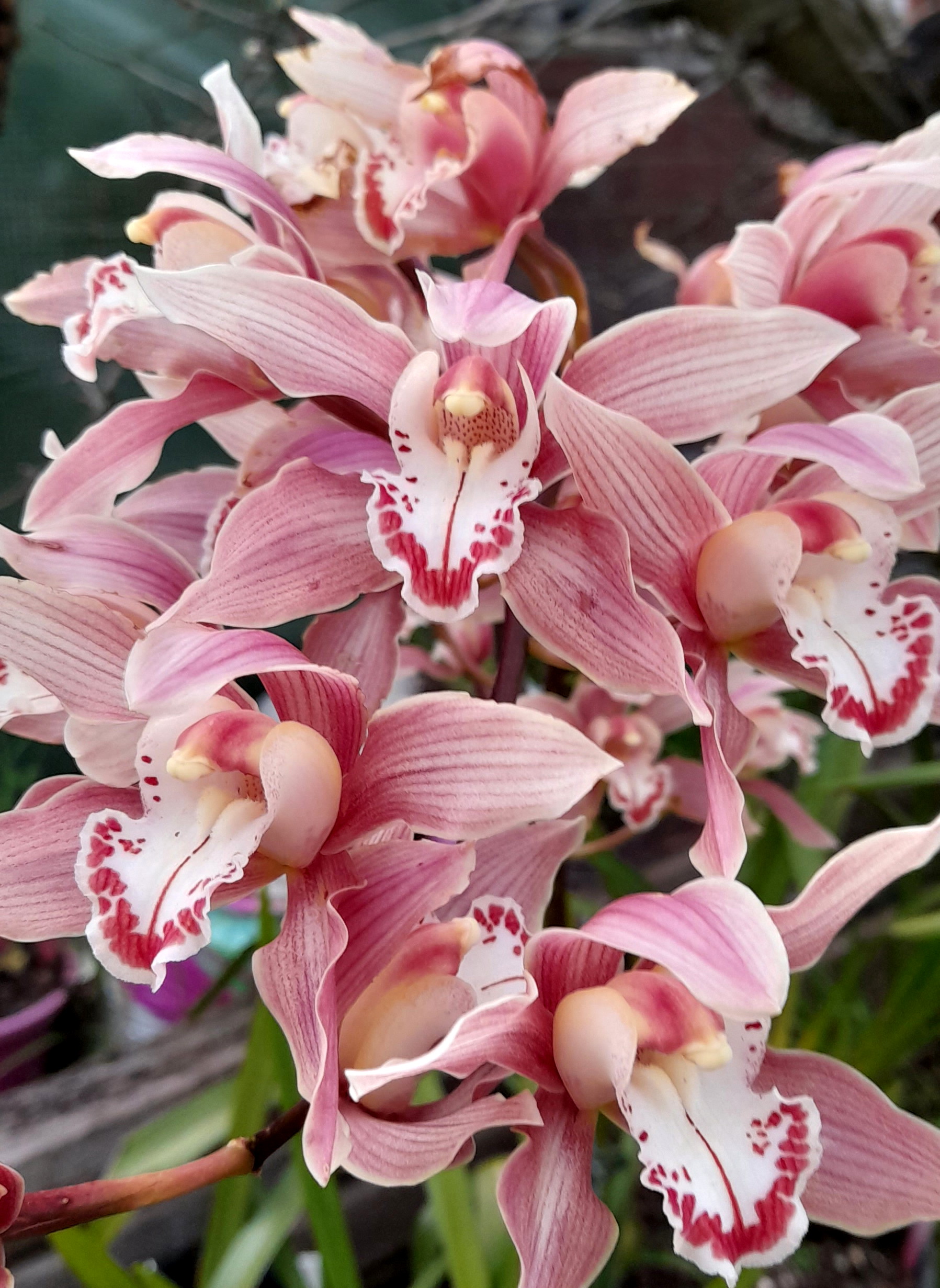Cymbidium Ceres