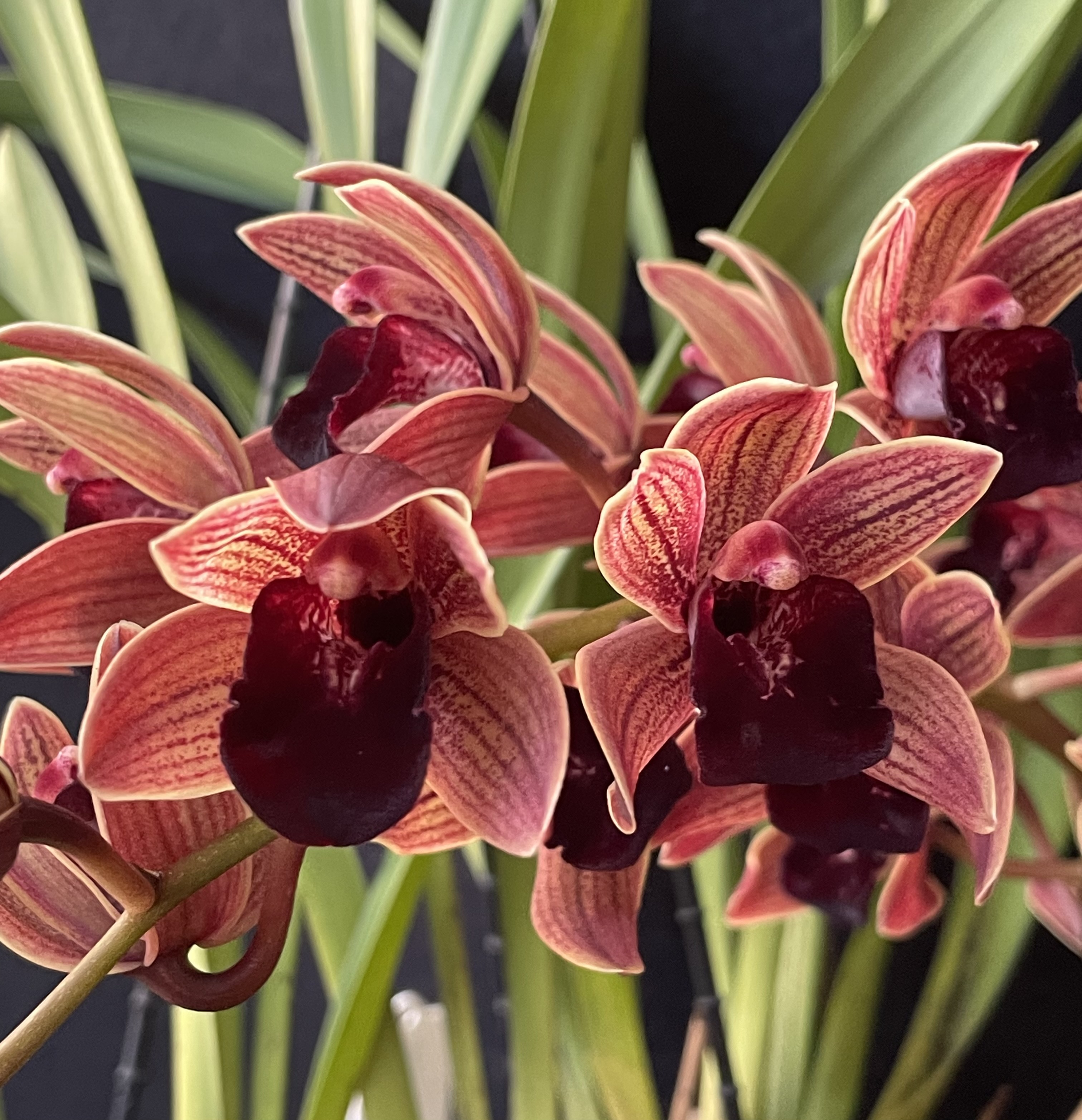 Cymbidium Paradisian 'Tango Dancer'