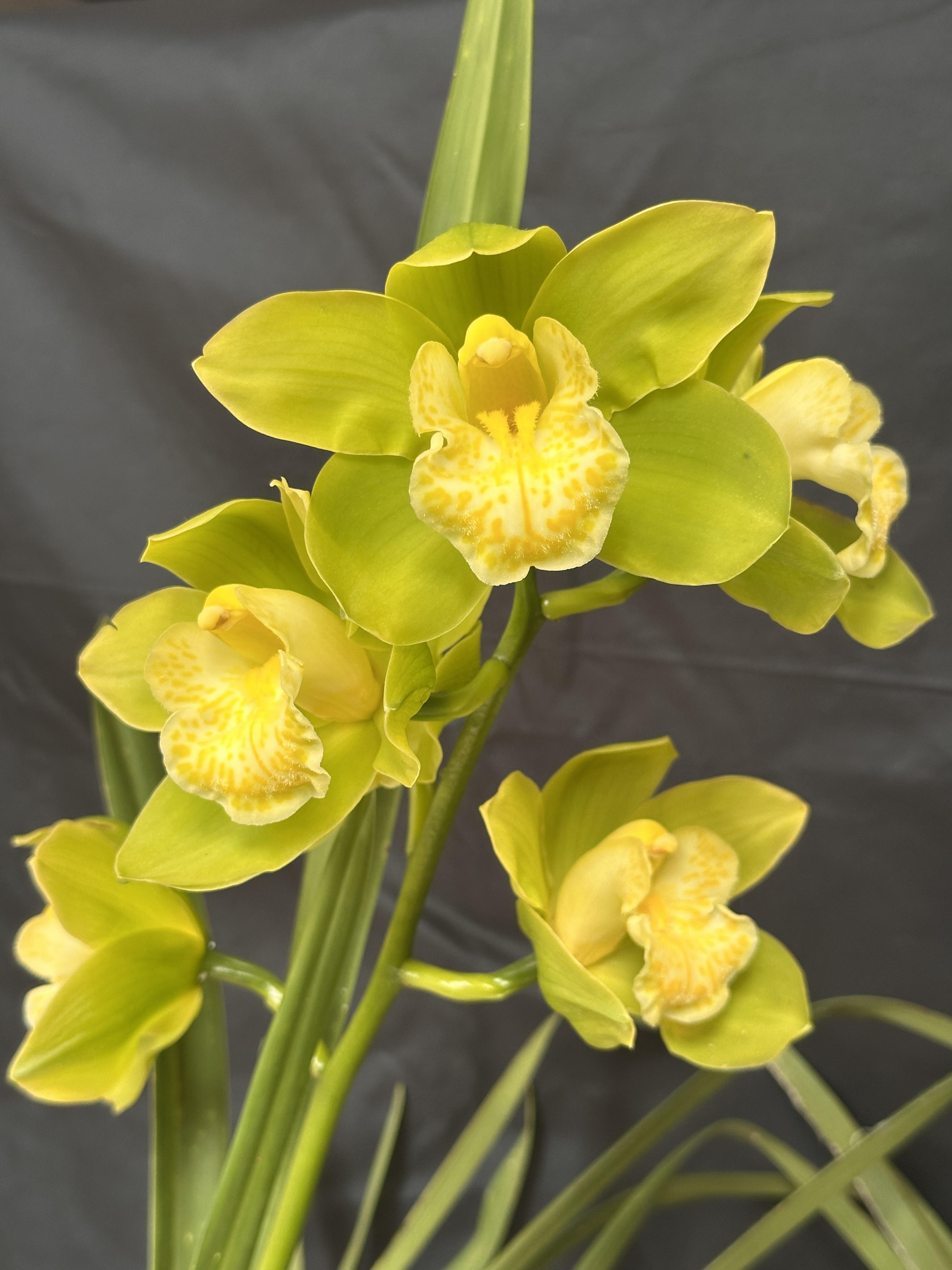 Cymbidium Sleeping Nymph