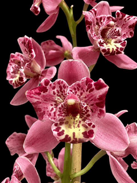 Cymbidium Strathdon Cooksbridge ‘Fantasy’