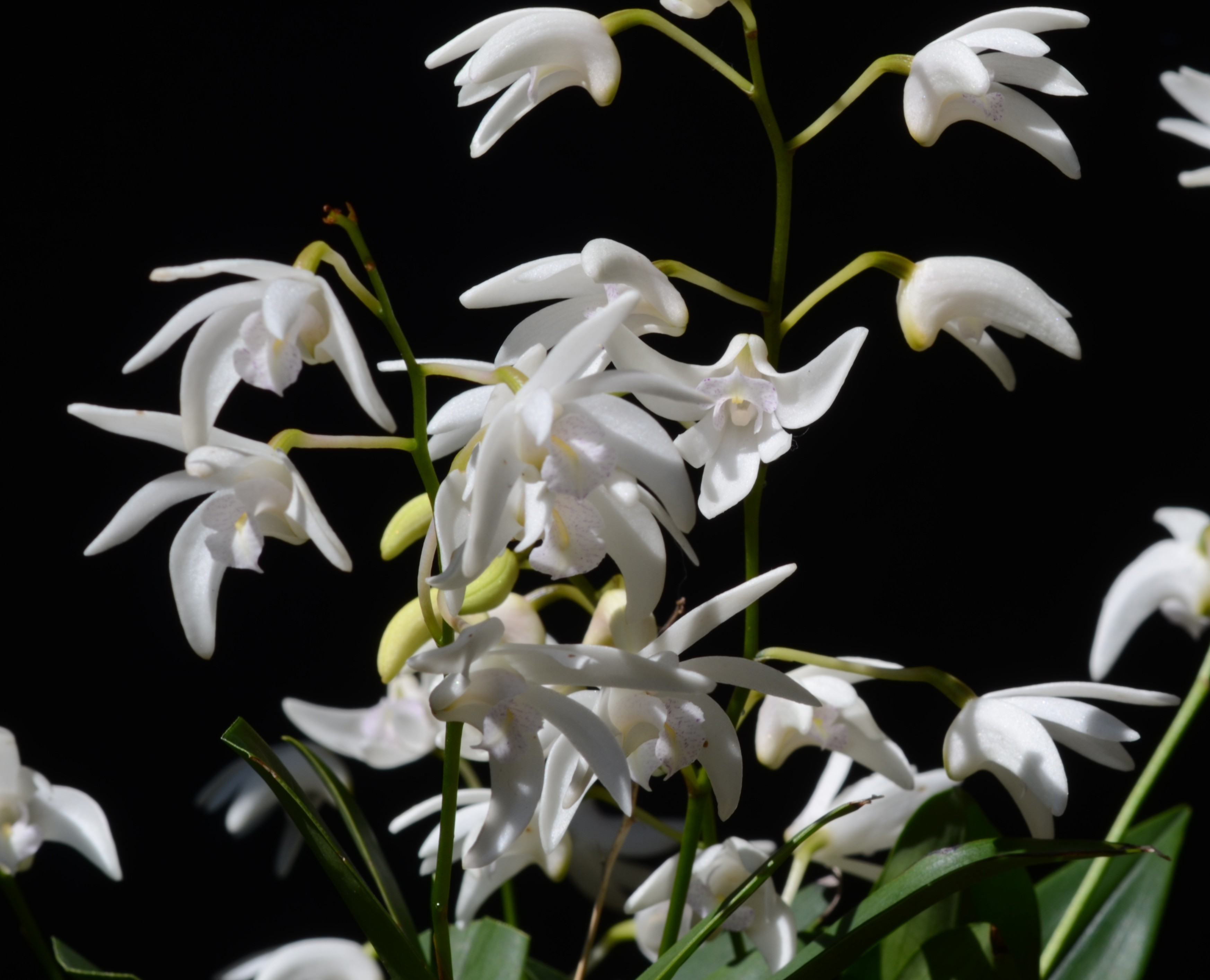Dendrobium Alba