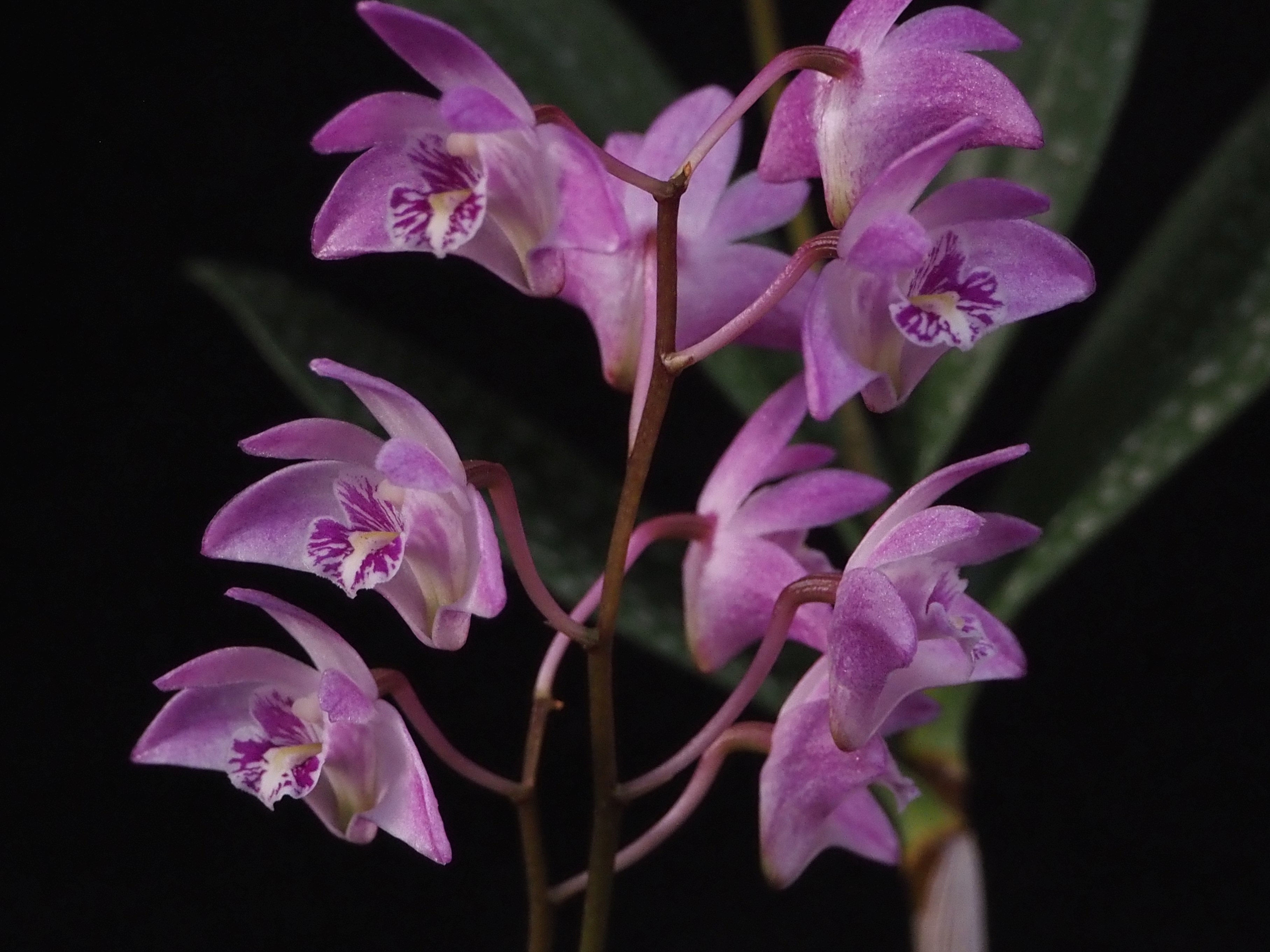 Dendrobium delicatum (purple)