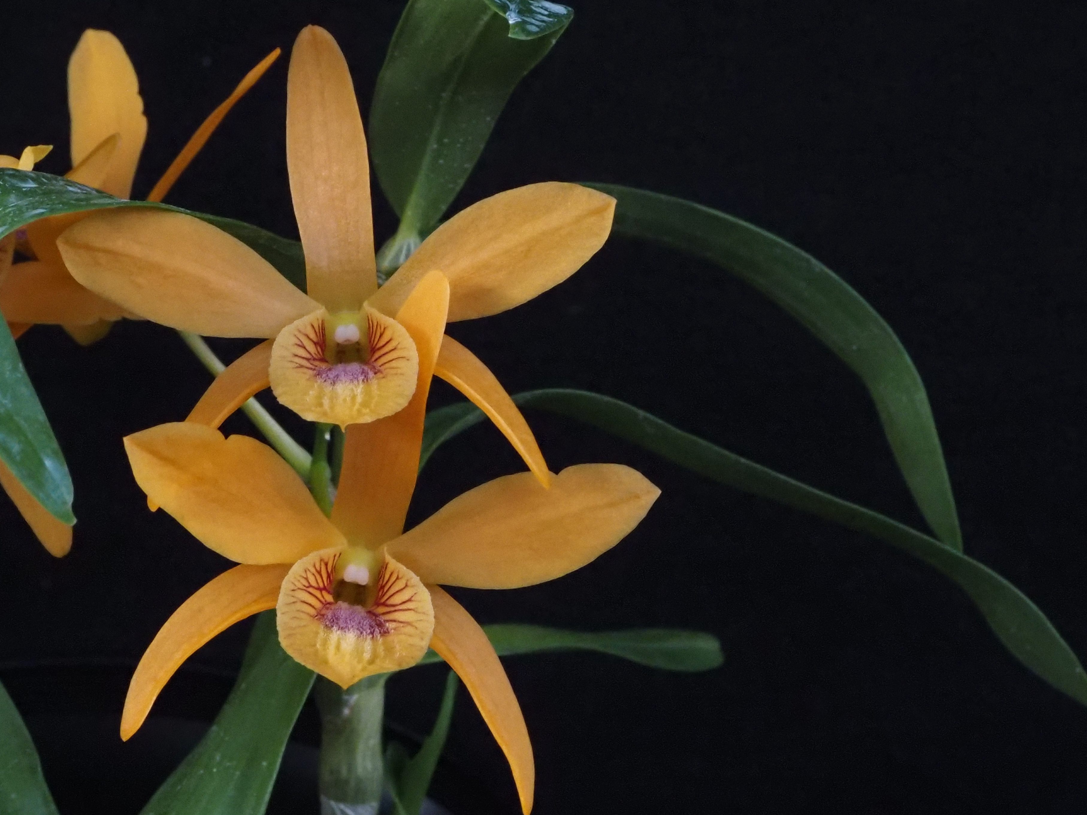 Dendrobium Stardust