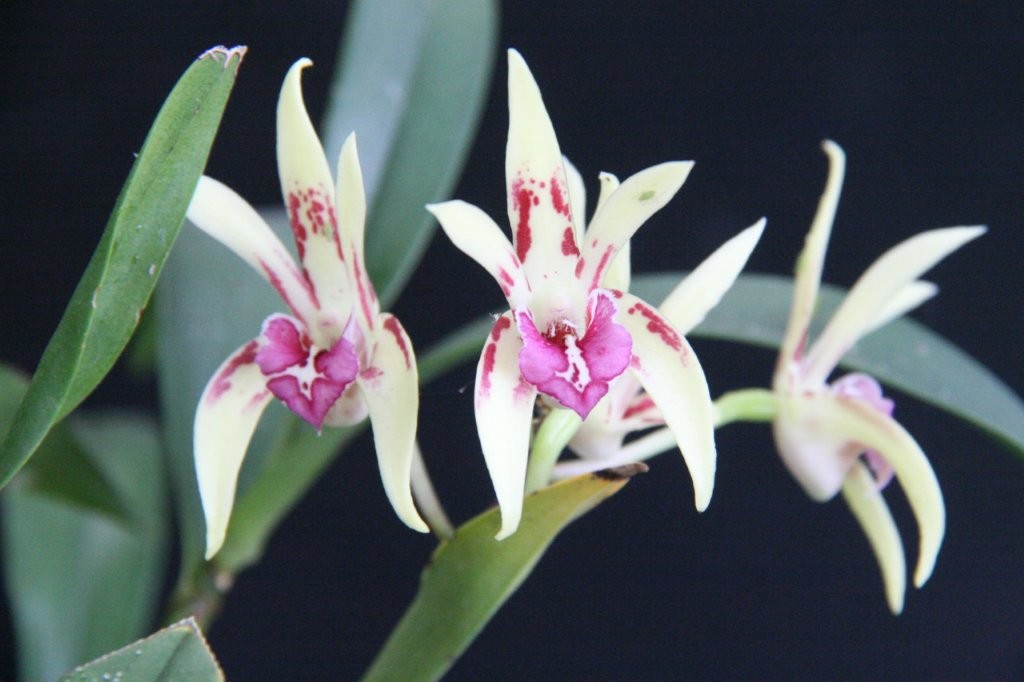 Dendrobium Cobber