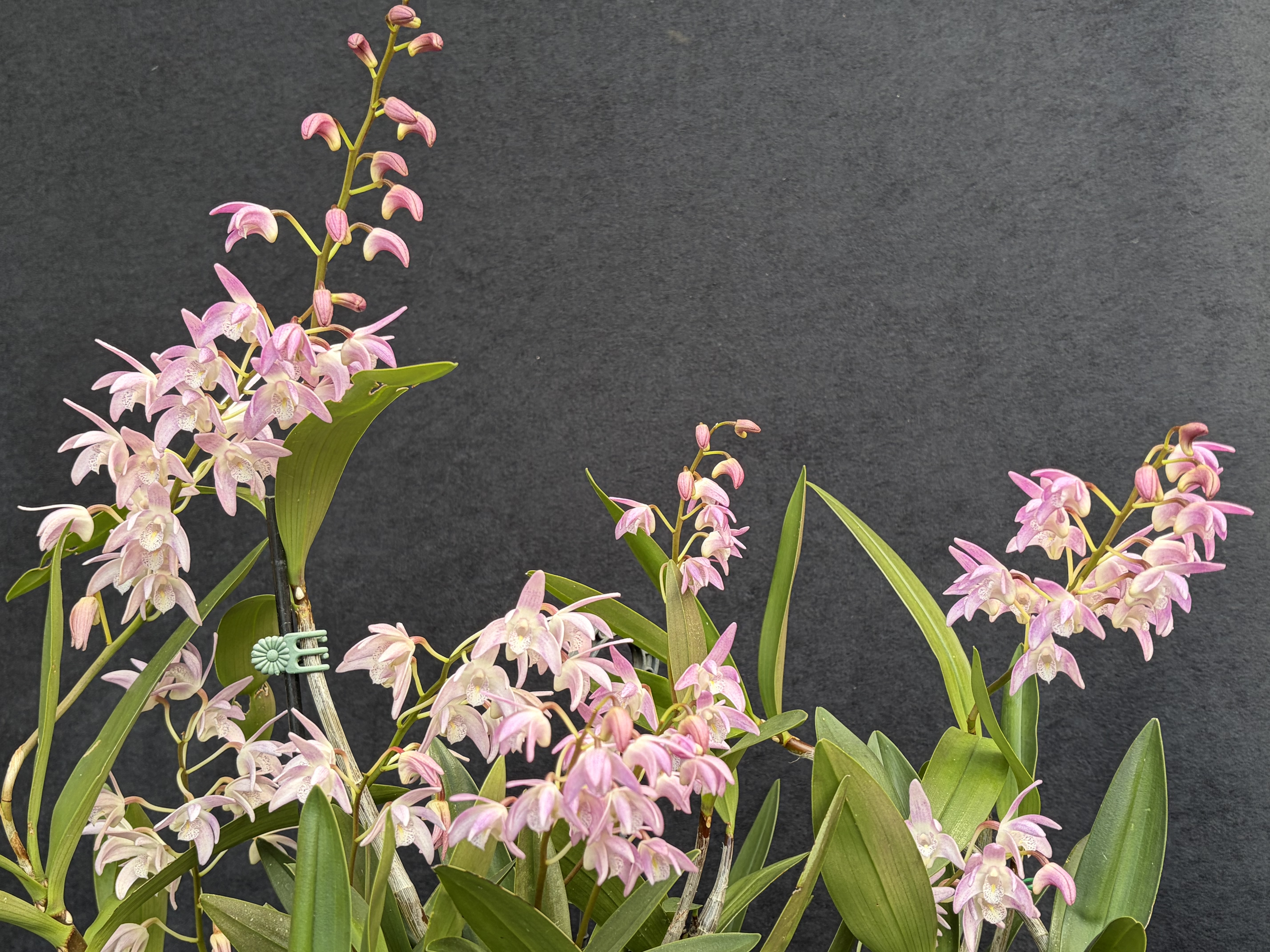 Dendrobium Kerrie