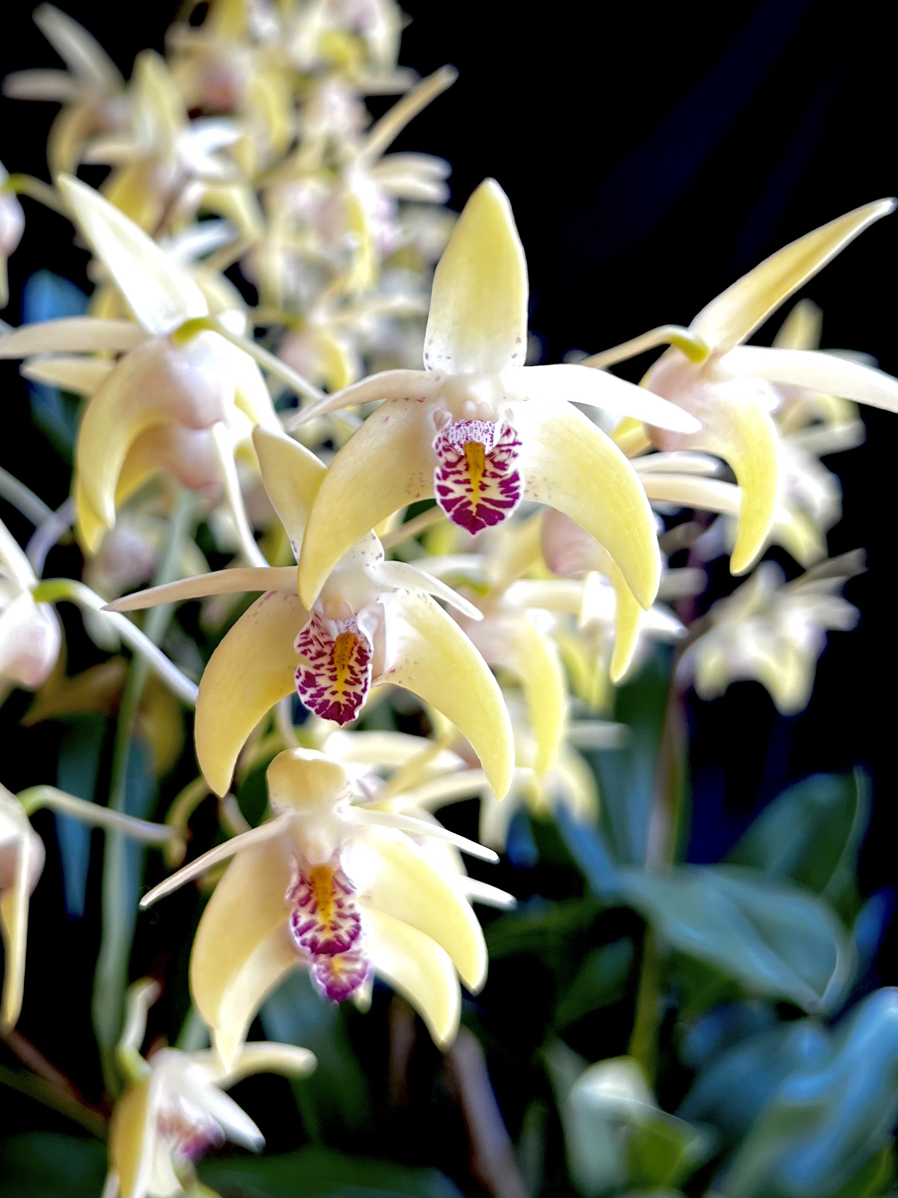 Dendrobium Australian Artist