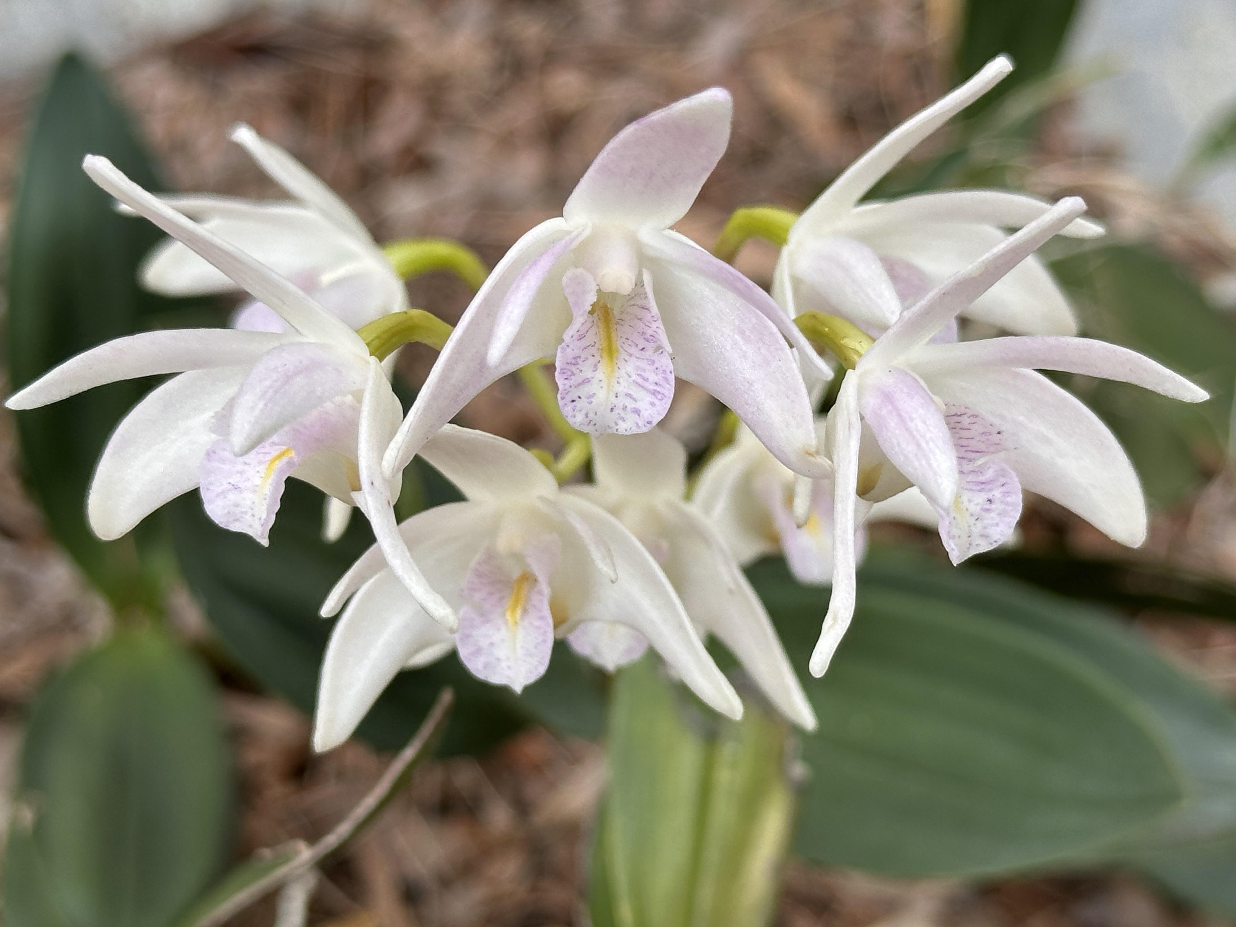 Dendrobium delicatum