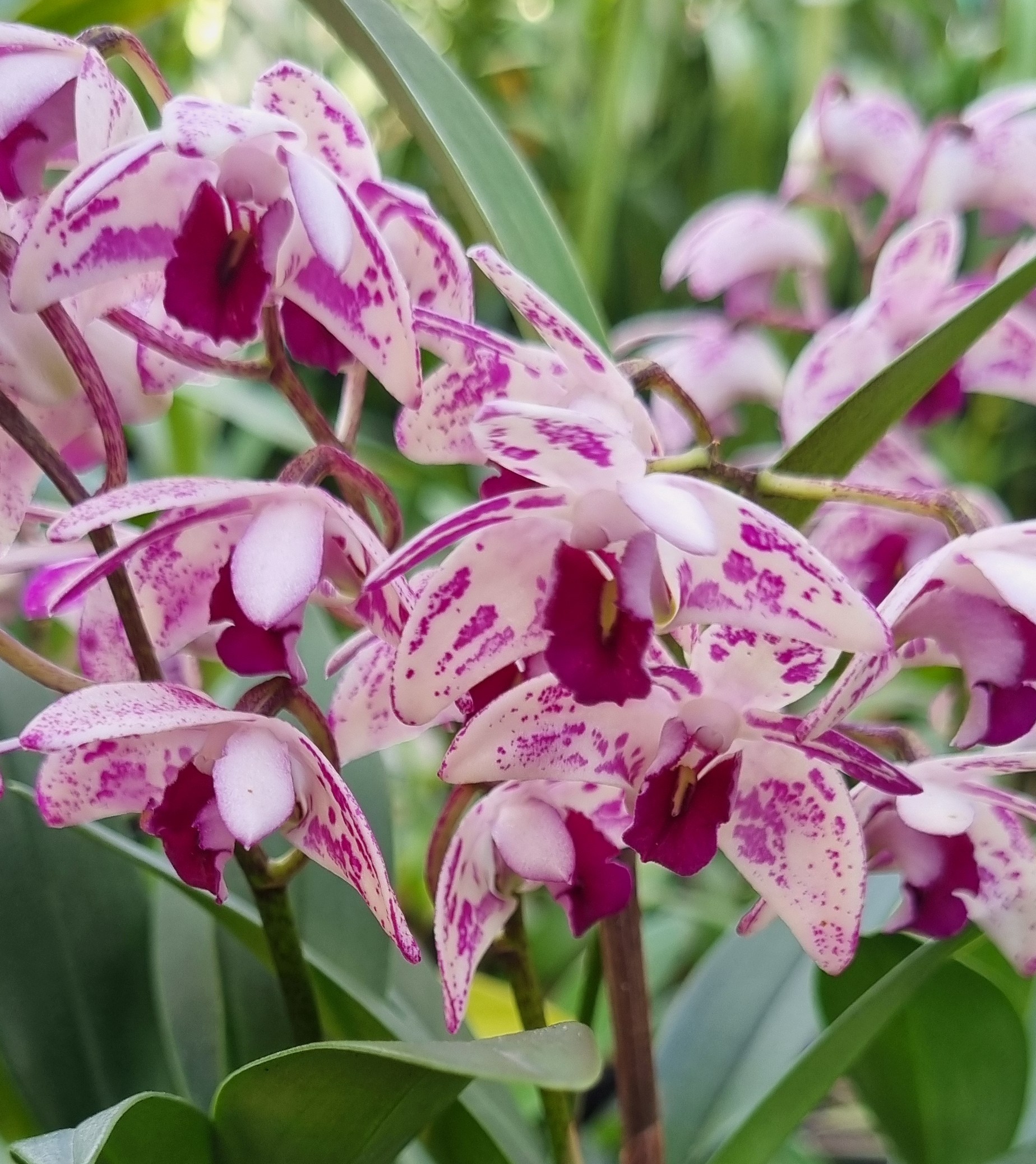 Dendrobium Tyabb