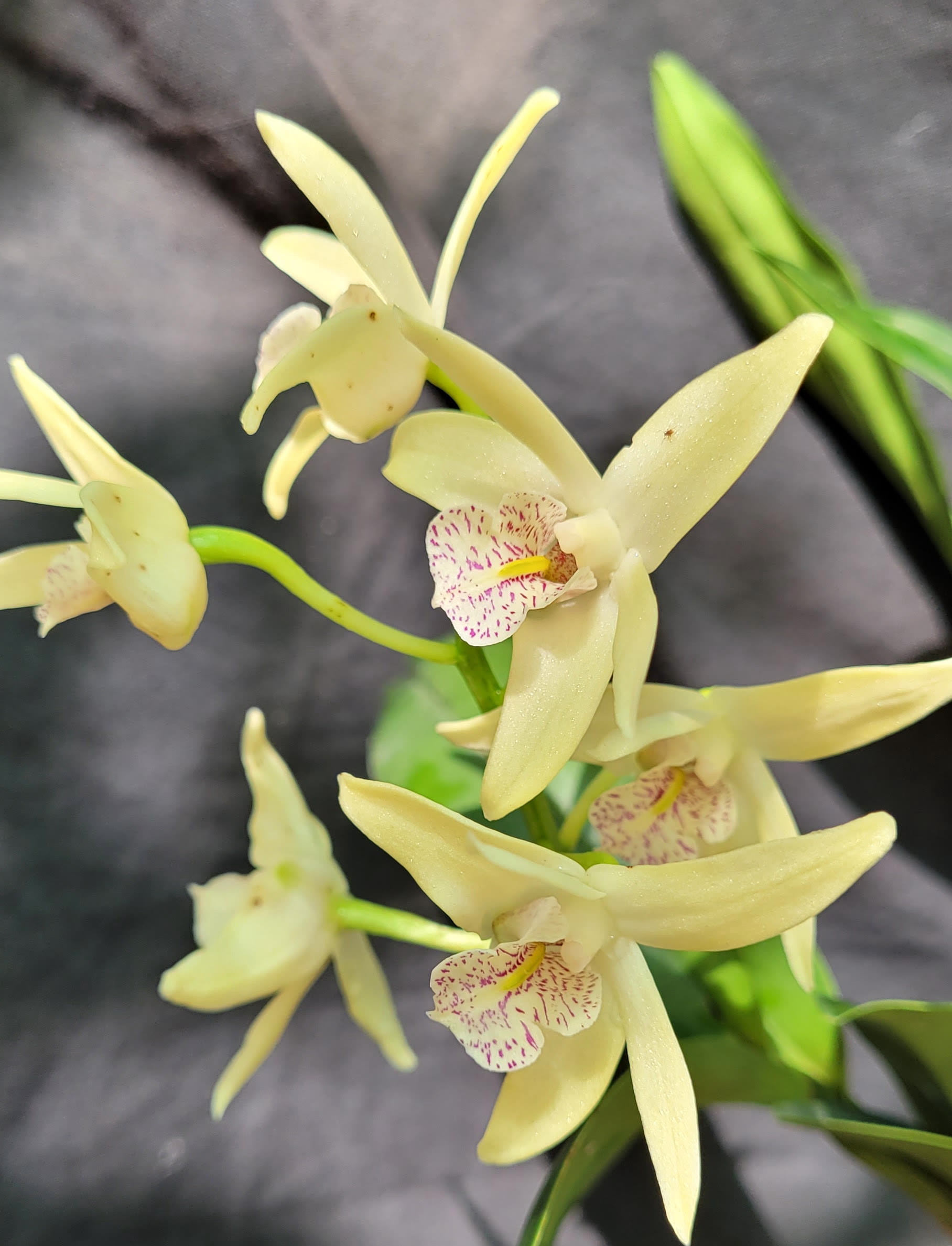 Dendrobium Wayne's Gold