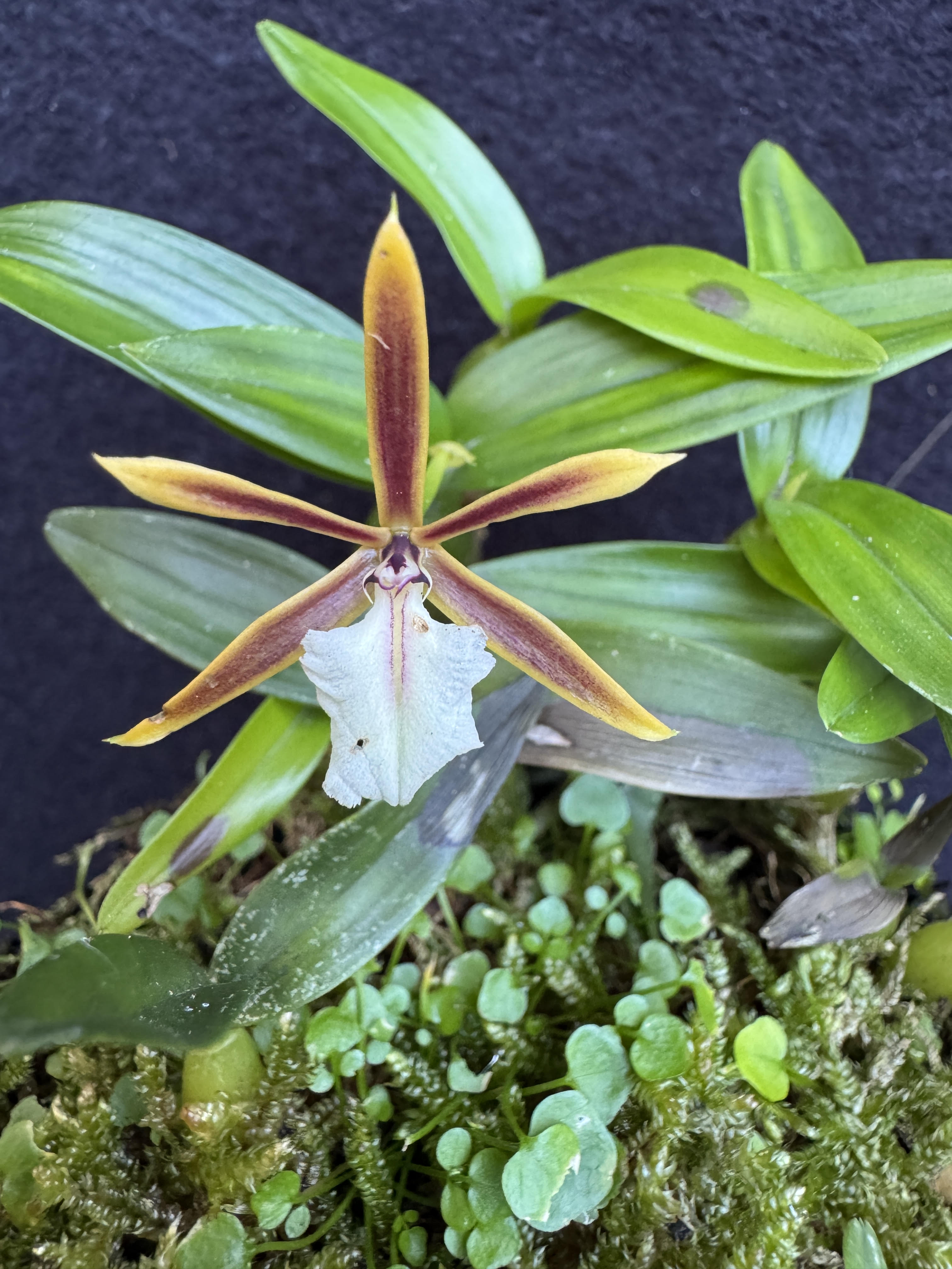 Dinema Polybulbon
