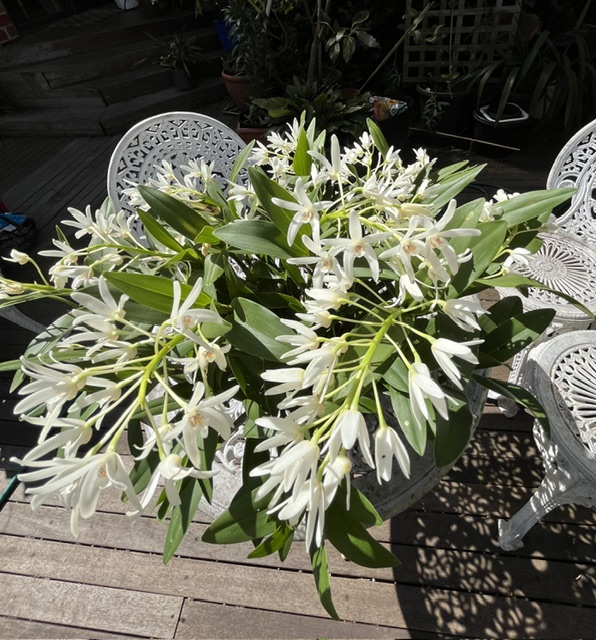 Dendrobium “Kings Park” x “John”