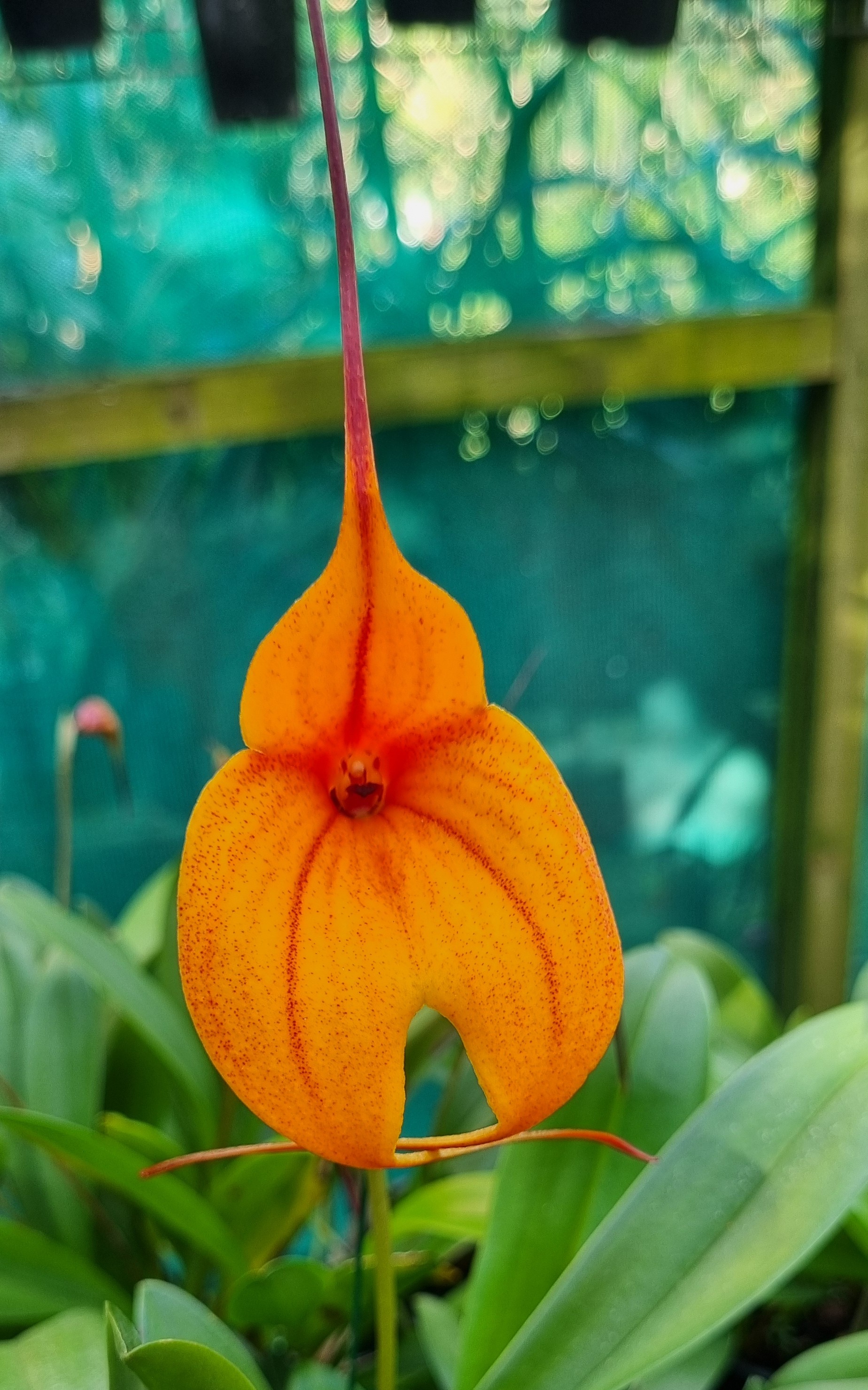 Masdevallia Curacao Mango Giant