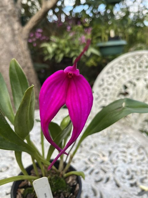 Masdevallia Machu Picchu 'Jay Vee'