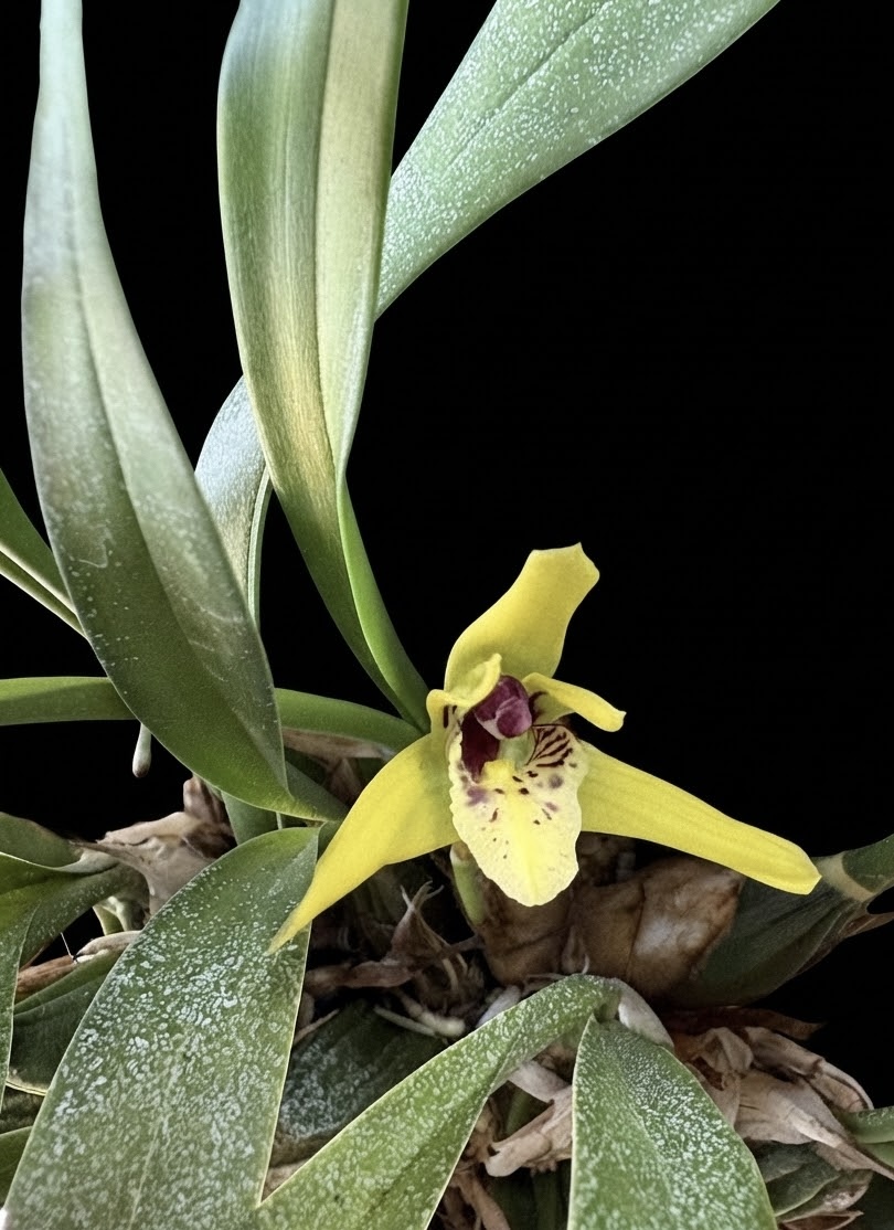 Maxillaria chrysantha