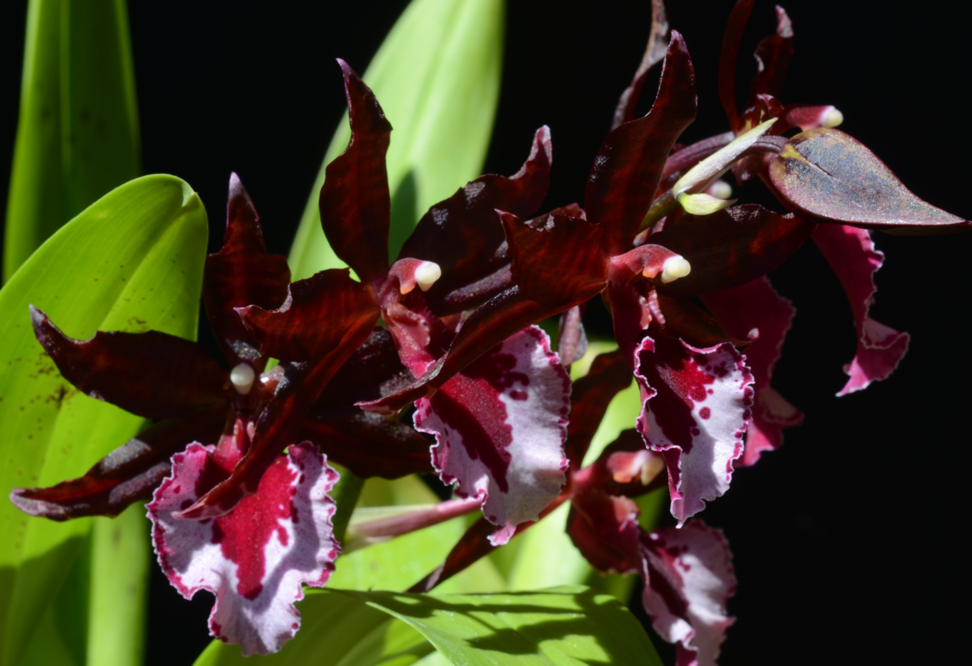 Oncidium Masei