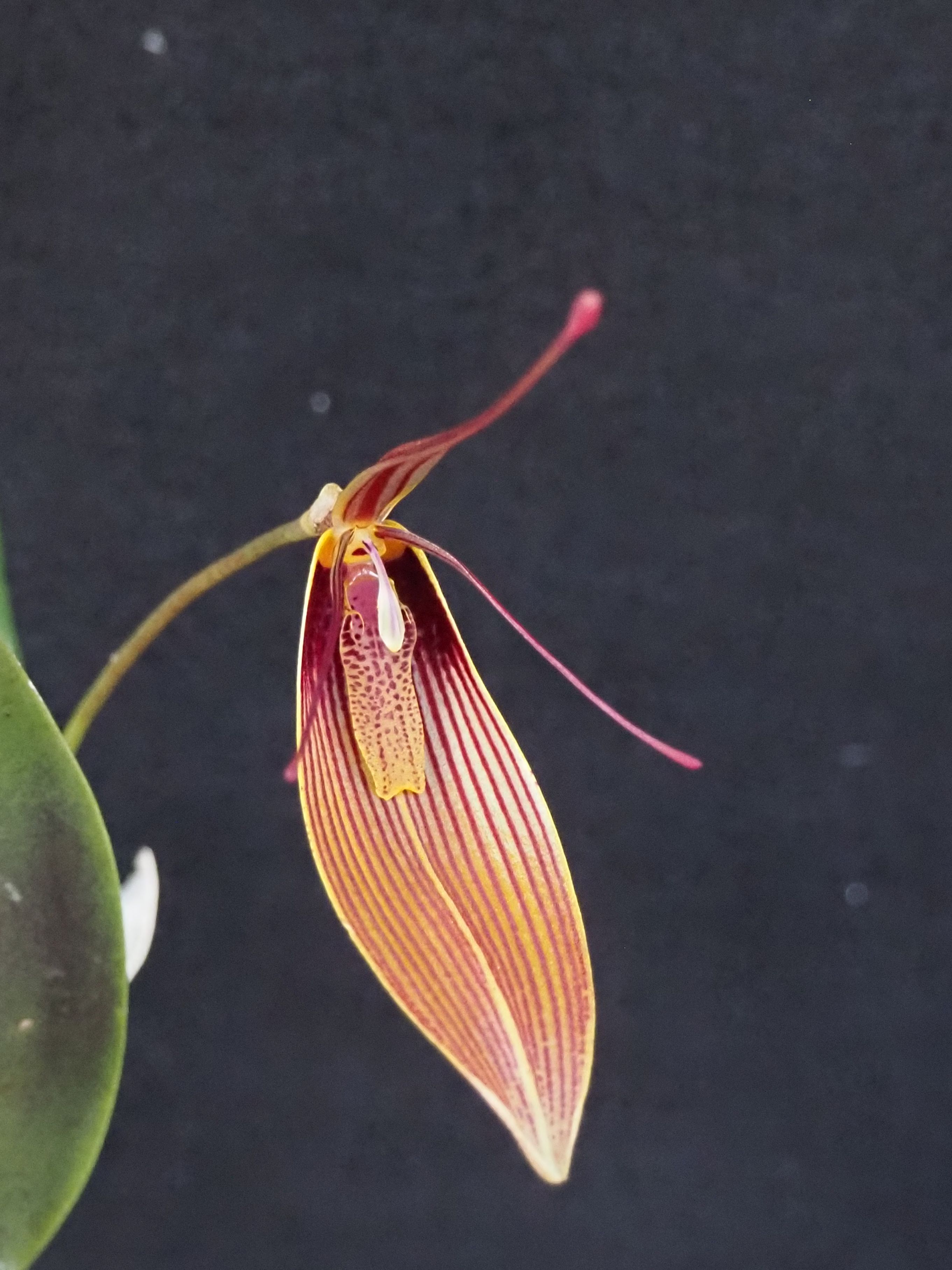 Restrepia antennifera