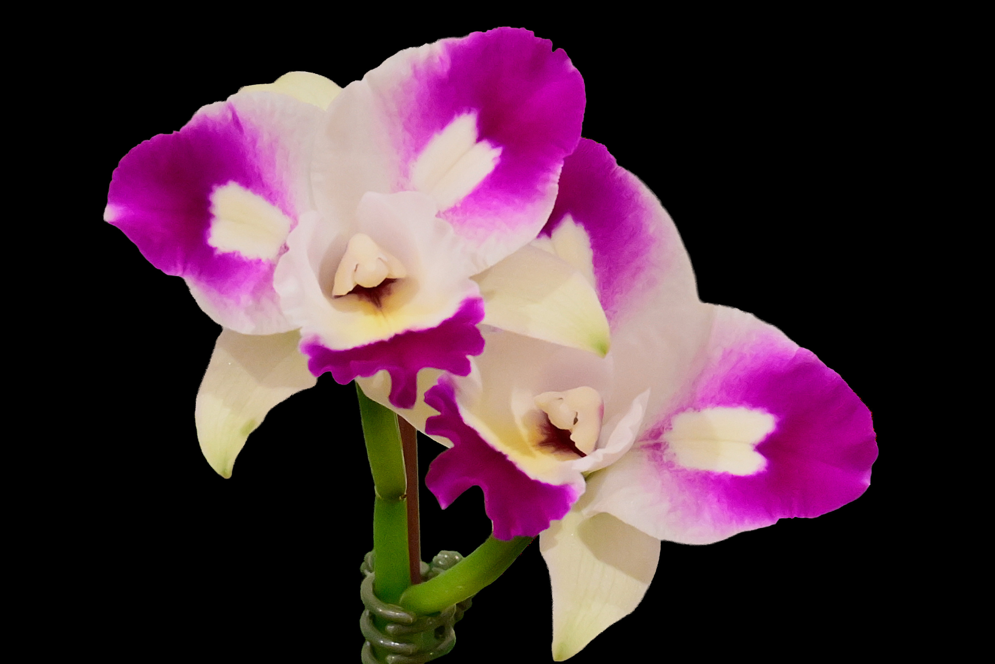 Rlc. Mari's Magic 'Chief Satisfaction'