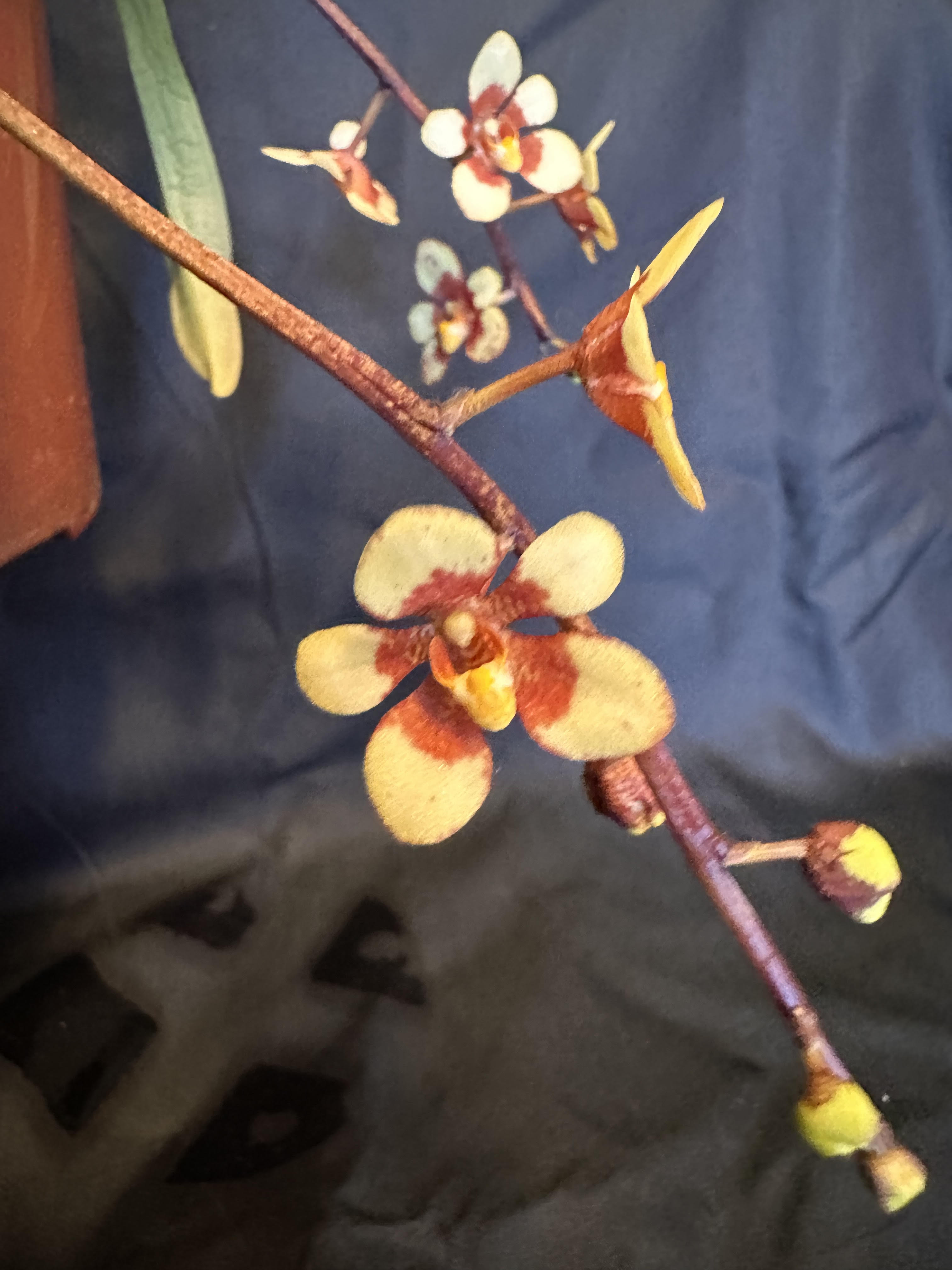 Sarcochilus Sundaani Sun