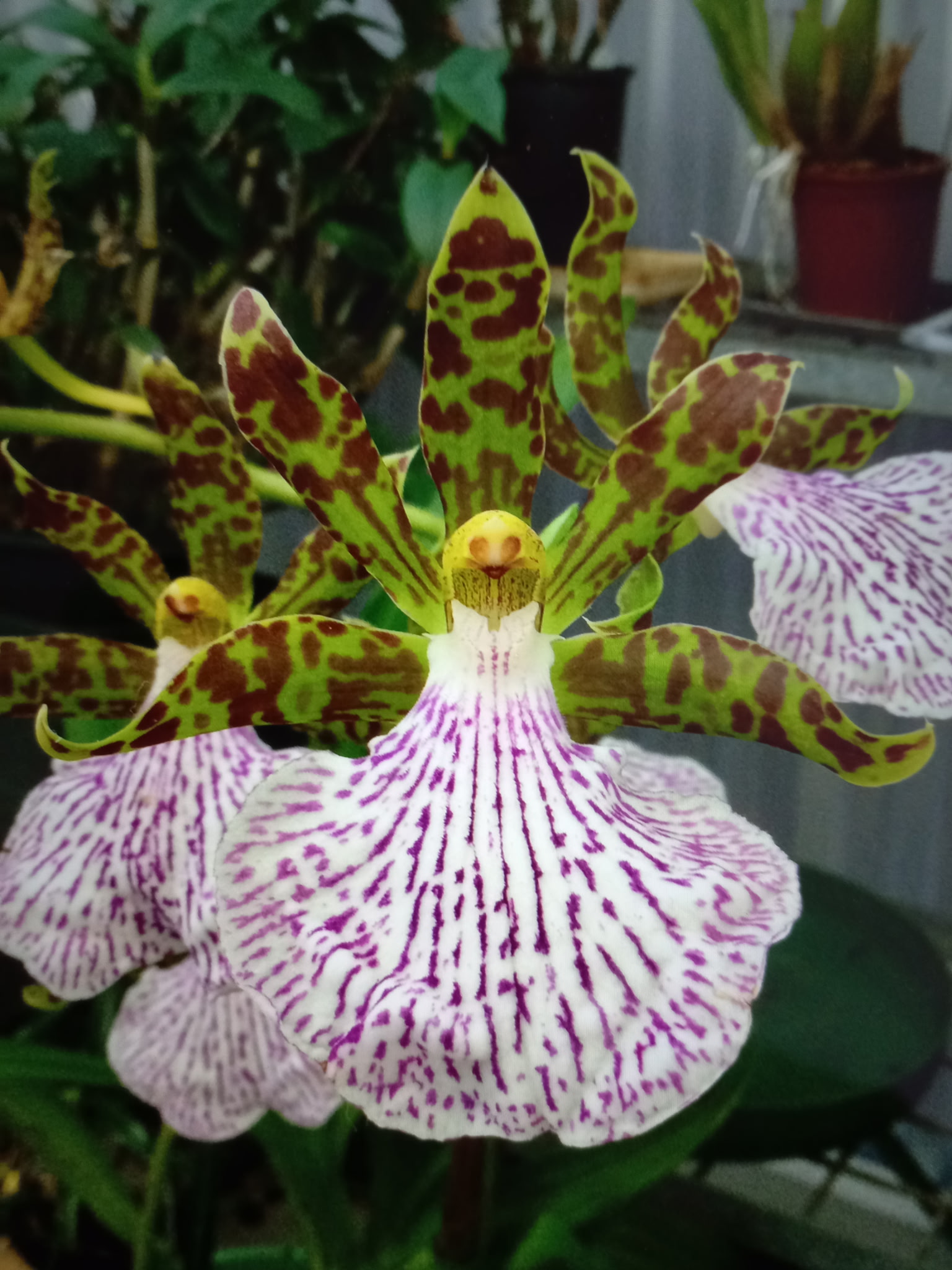 Zygo maculatum