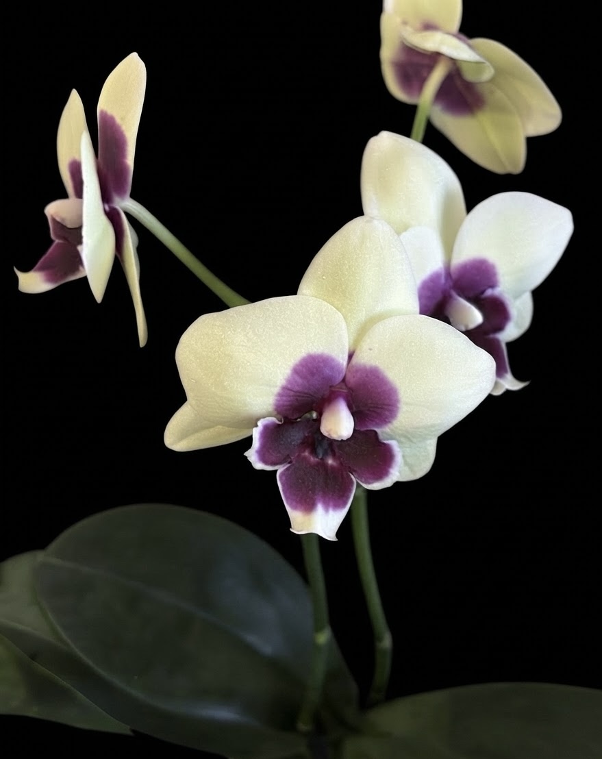 Phalaenopsis Unknown
