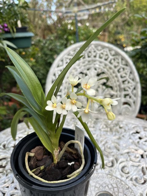 sarcochilus aequalis
