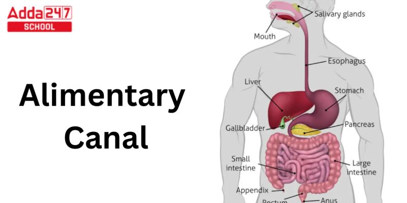 Class 7 Basic Science Chapter 4 Through Alimentary Canal - Professional Mobile Minimal Textures | Free Download