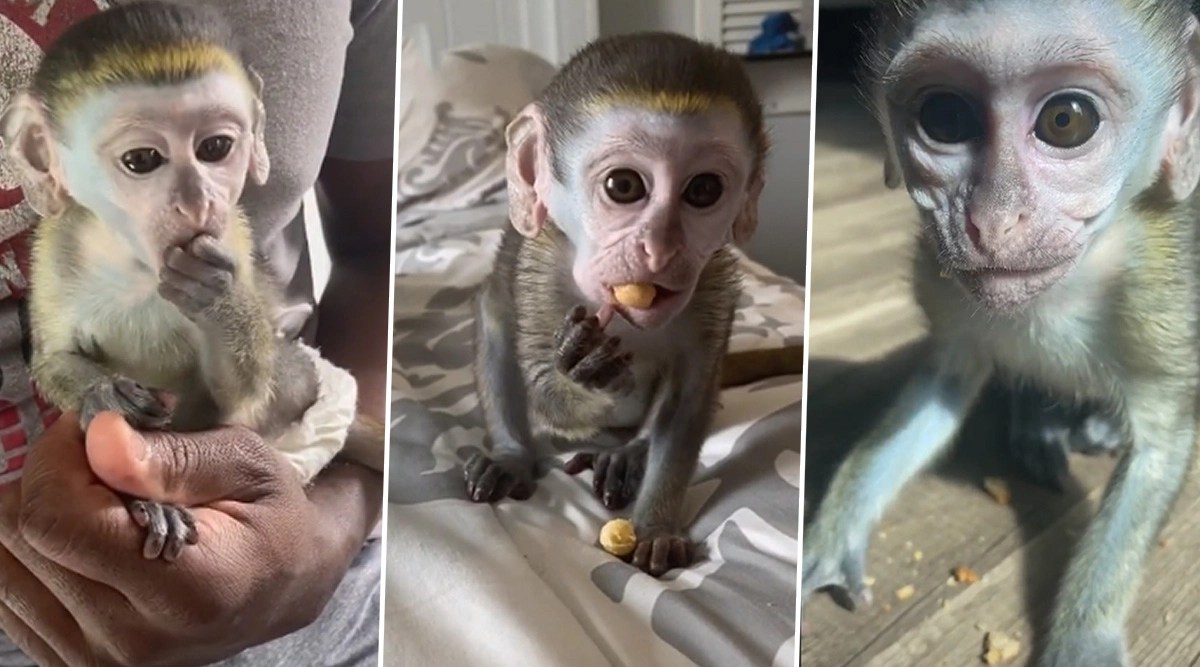 mojo the monkey is the latest tiktok sensation adorable videos document the baby primate growing up with his pet parents latestly on pet monkey price in chennai
