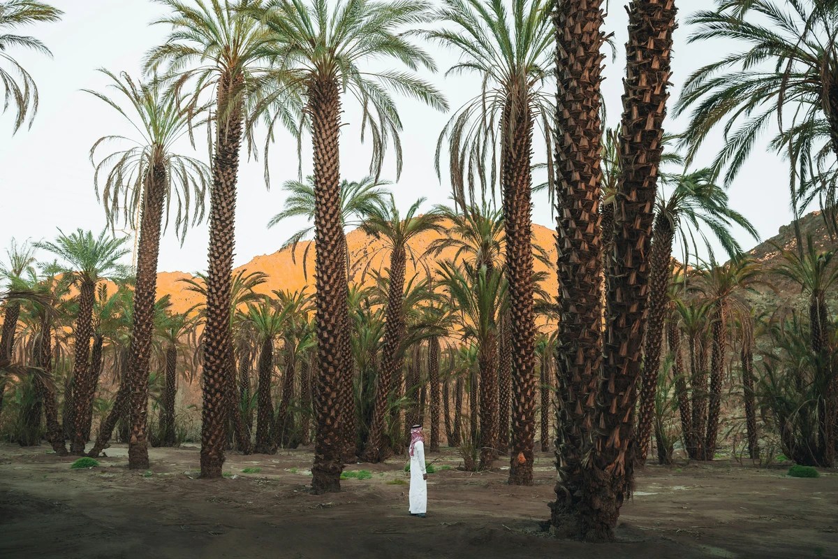 A vibrant native palm tree farm in full bloom, symbolising the return of biodiversity through ecological restoration.