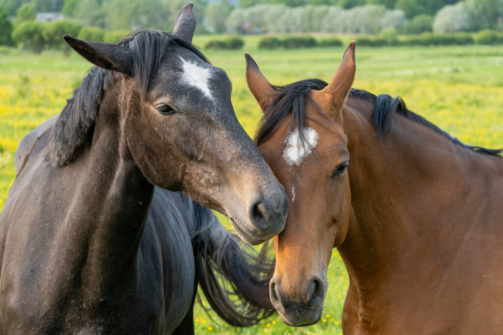 How do horses grieve?