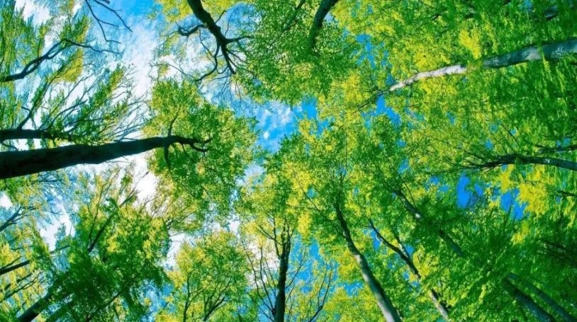 looking up through the trees_staciaraelowe.com