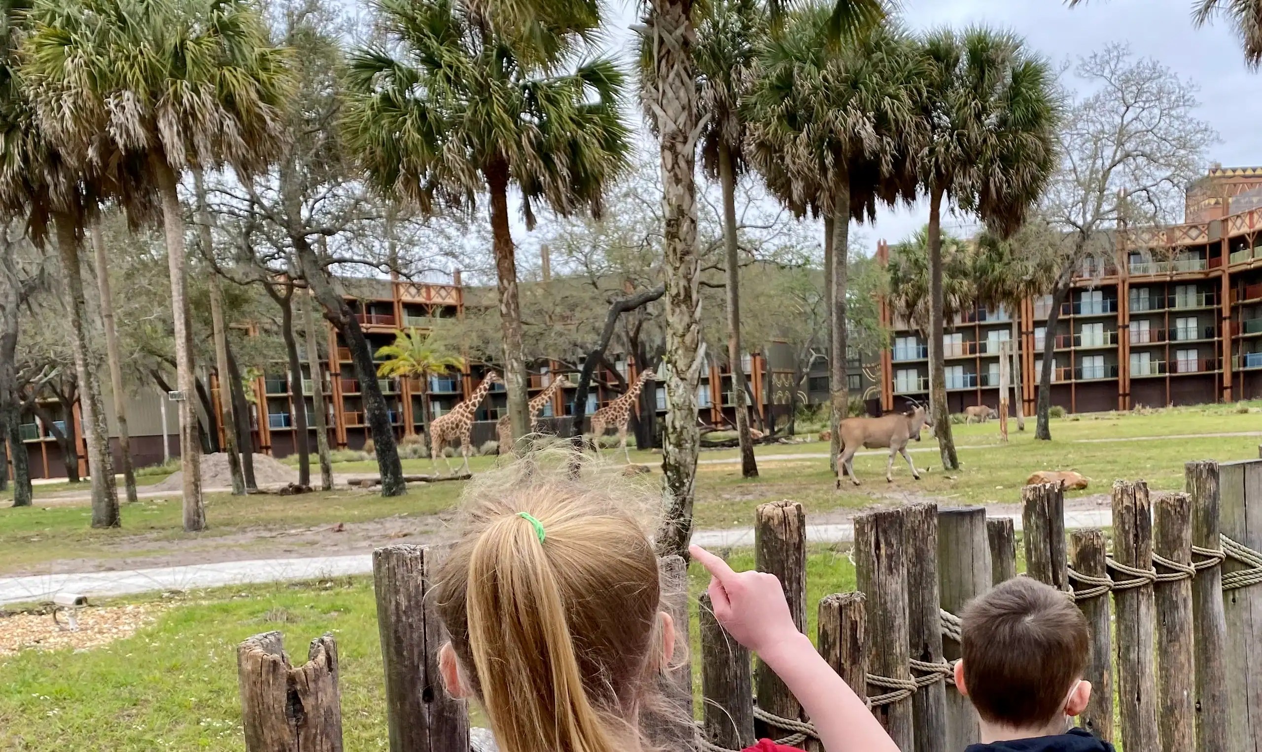 Kids watching giraffes from the savanna at Disney’s Animal Kingdom Lodge.