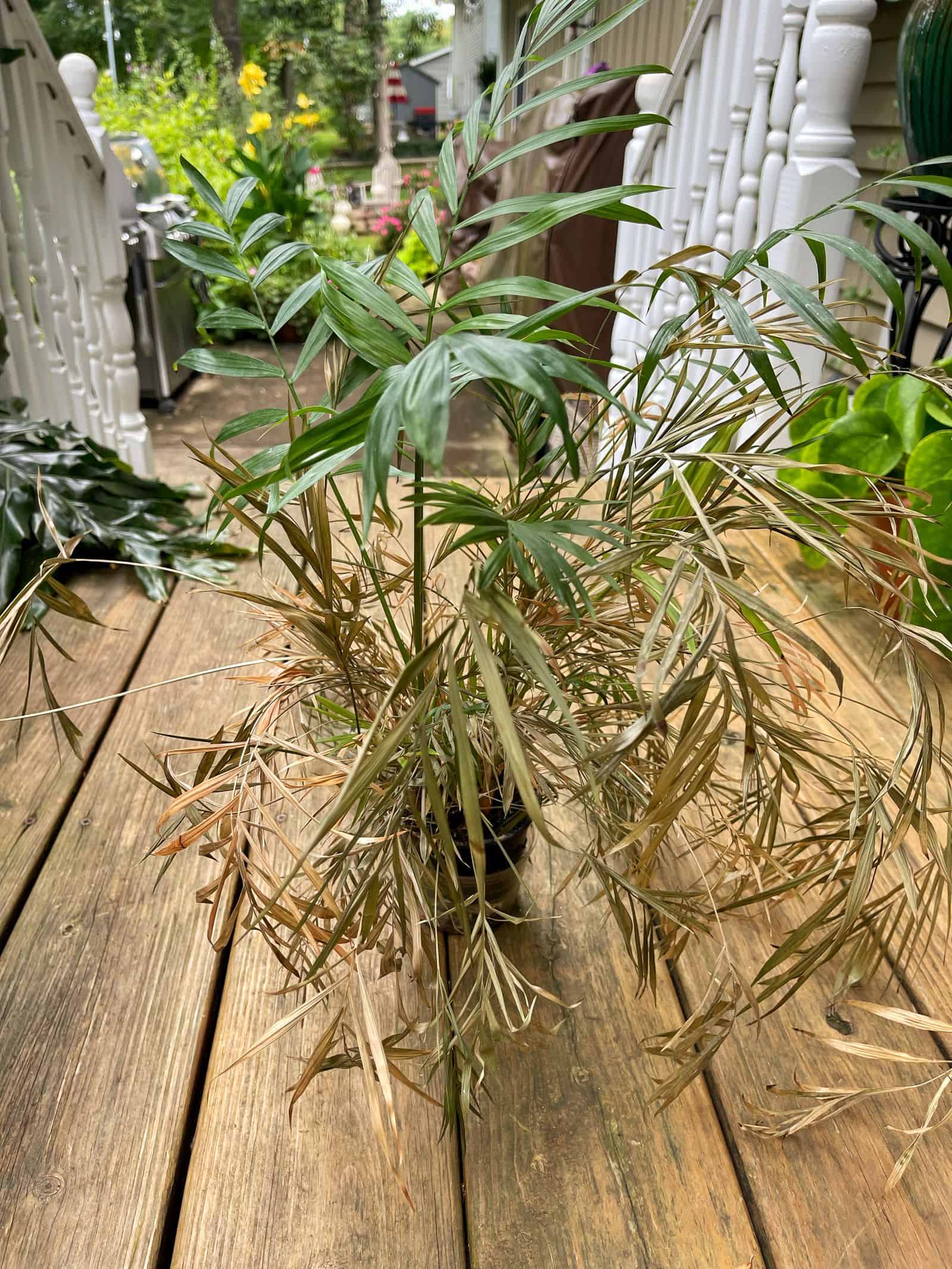 How to revive plants in 9 easy steps