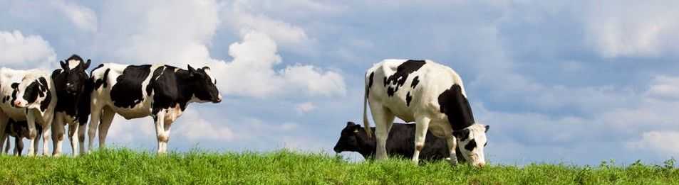 Koeien Header koeien