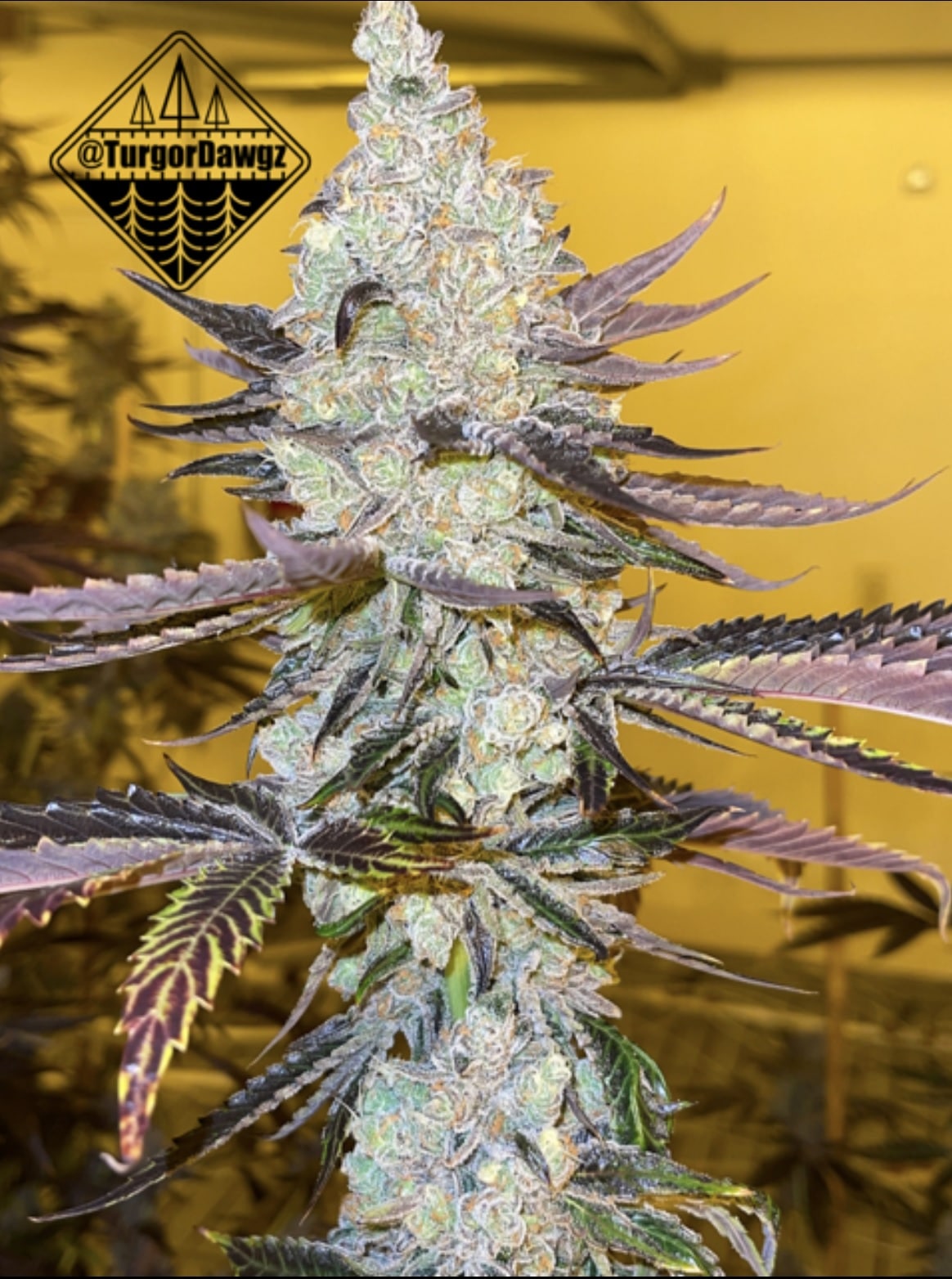 Bulk Cherry Valley Cake - (Cherry Valley Dog x Jiffy Cake) 100+ seeds