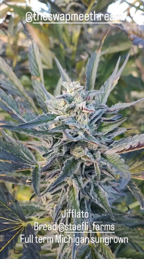 Jifflato - (Gelato x Jiffy Cake)
