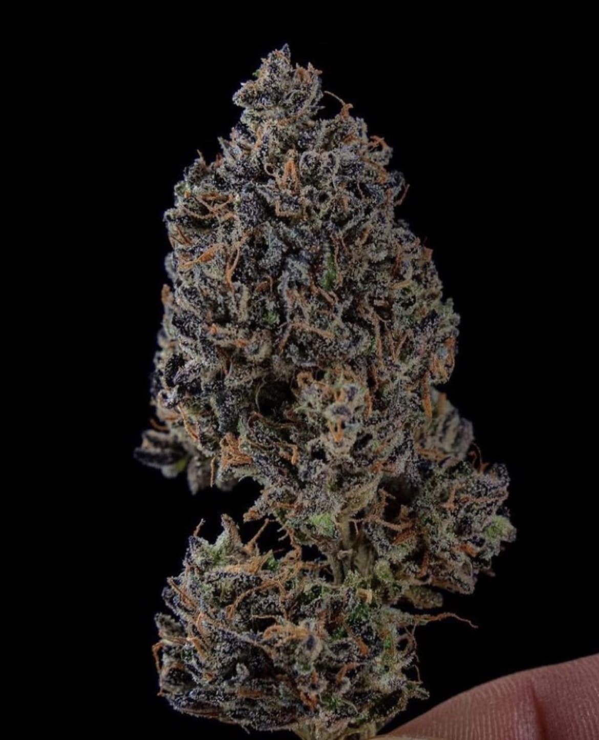 Jifflez - (Zkittlez x Jiffy Cake) - Staefli Farms