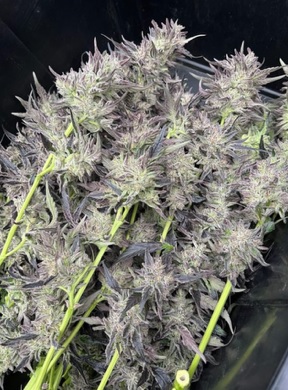 Jiffy Double Cake - (Wedding Cake x Jiffy Cake)