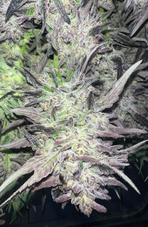 Royal Cherry Cake - (Royal Cherry Kush x Jiffy Cake)