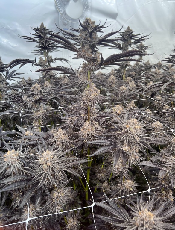 Sweater Jacket - (Sunset Sherb x Jiffy Cake) - Staefli Farms