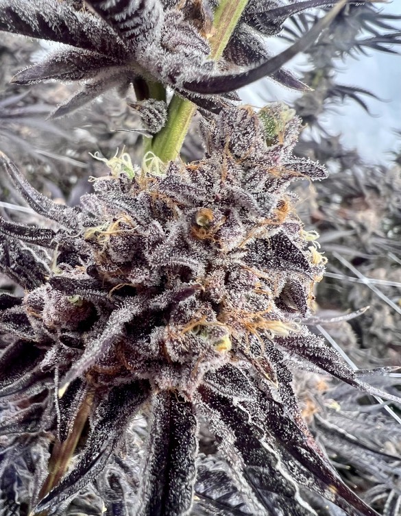 Sweater Jacket - (Sunset Sherb x Jiffy Cake) - Staefli Farms