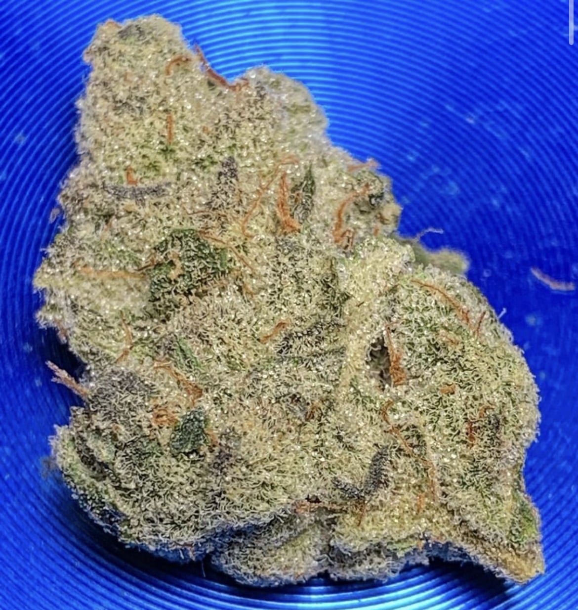 Dat Skunk - (Dat Flava x Skunk Bait)