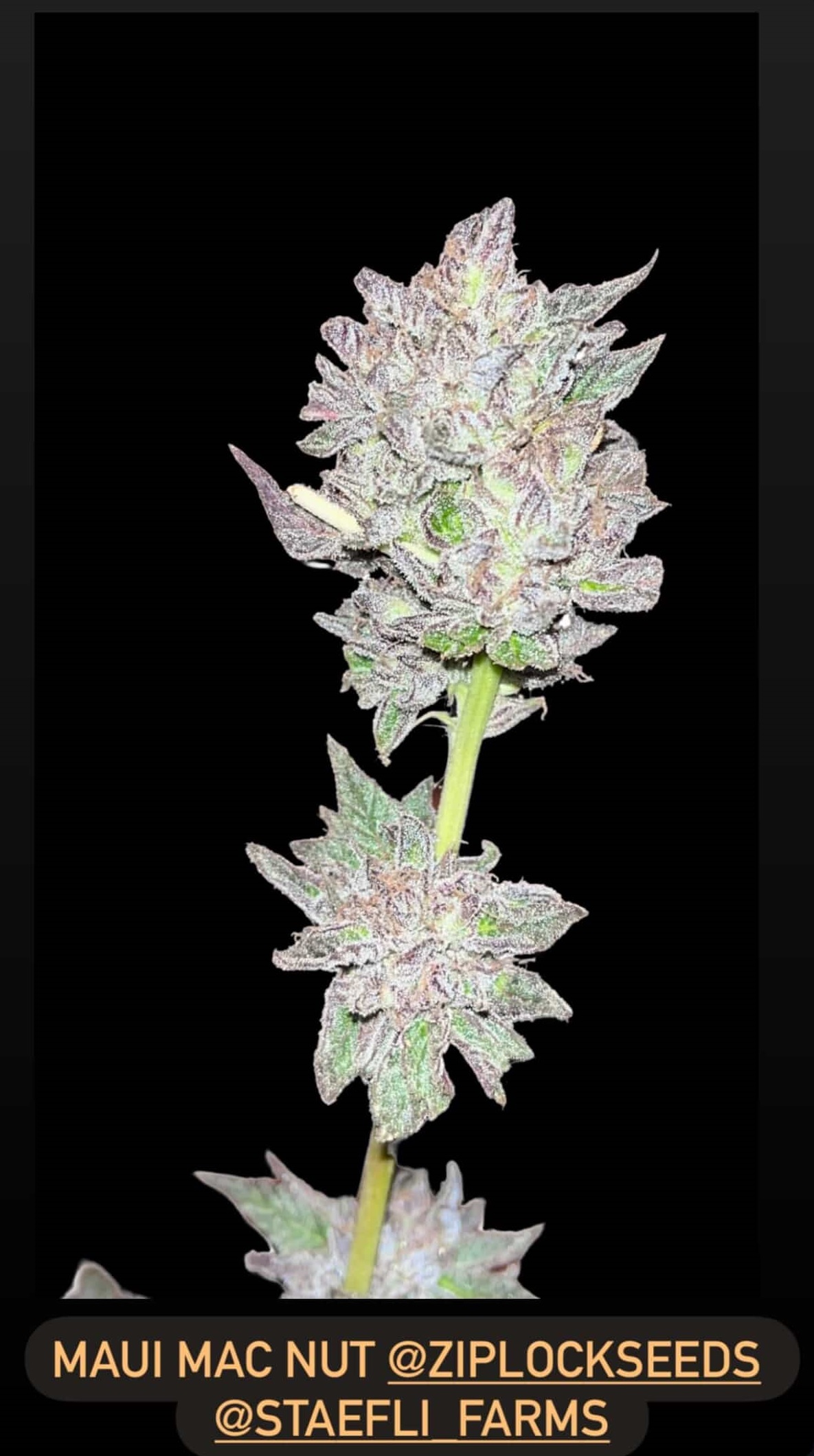 Maui Mac Nut - (Ziplock Breeder Cut) x Jiffy Cake F2