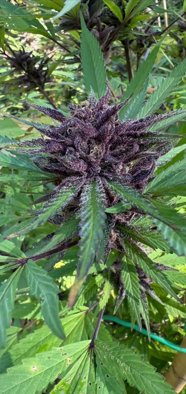 Mendo Grapes - (Grape Cream Cake x Mendo Montage F6  display picture 2