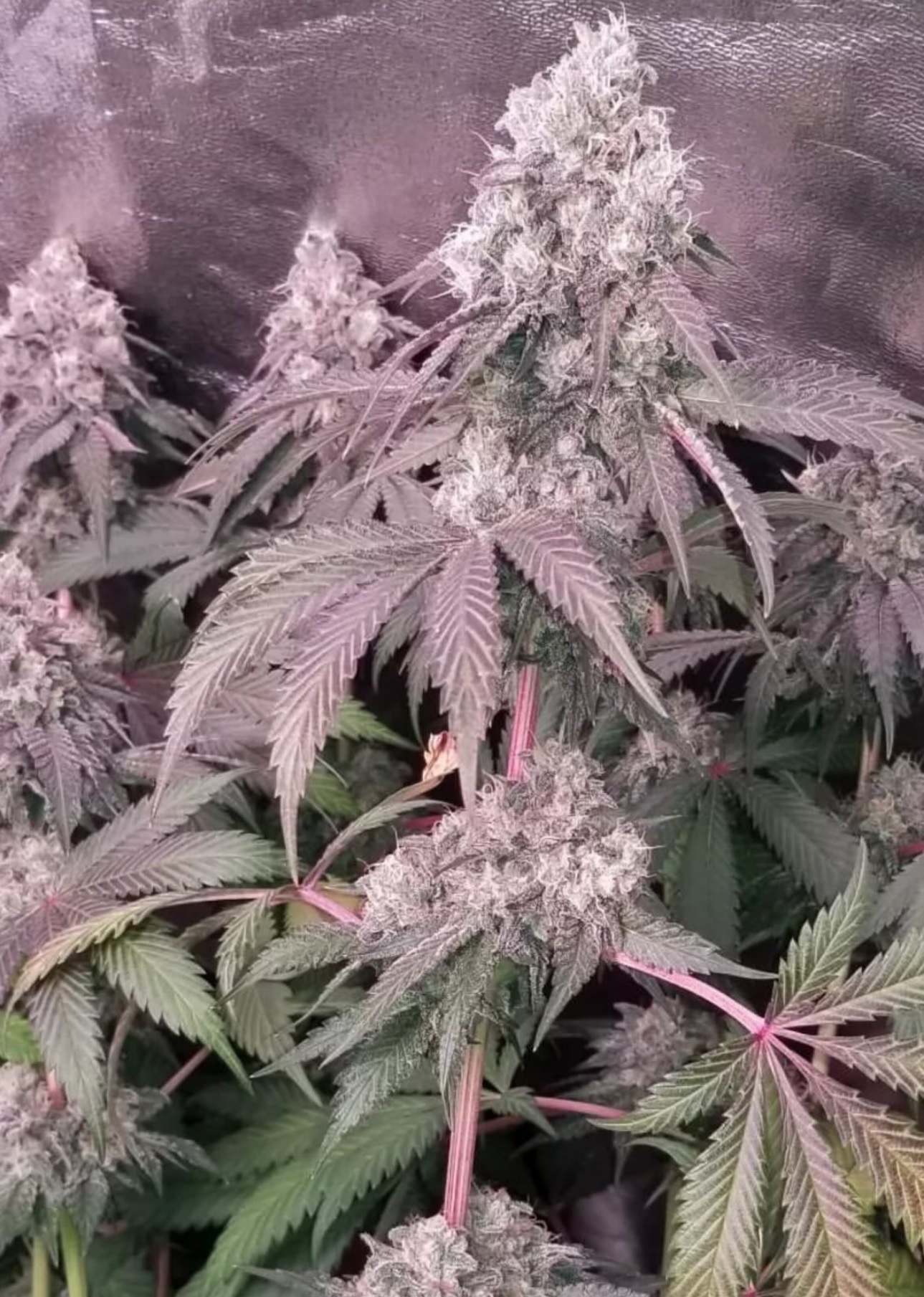 “Florida Mon” - Florida Kush x Illmonic