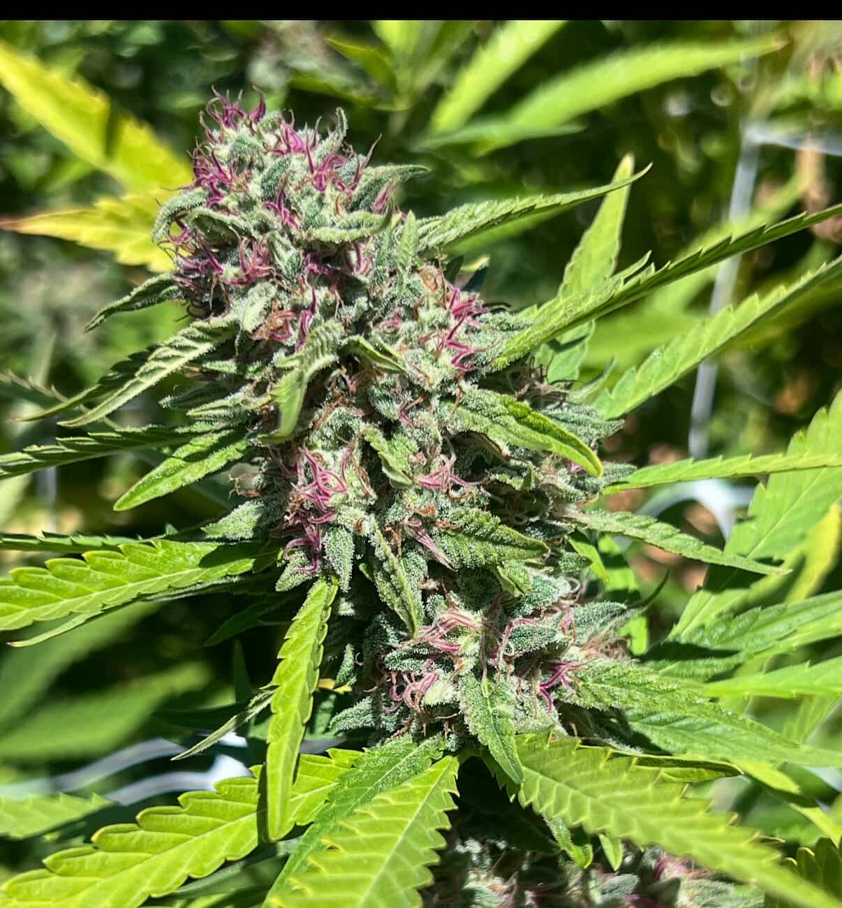 “Papaya Slüt” - Papaya x Illmonic