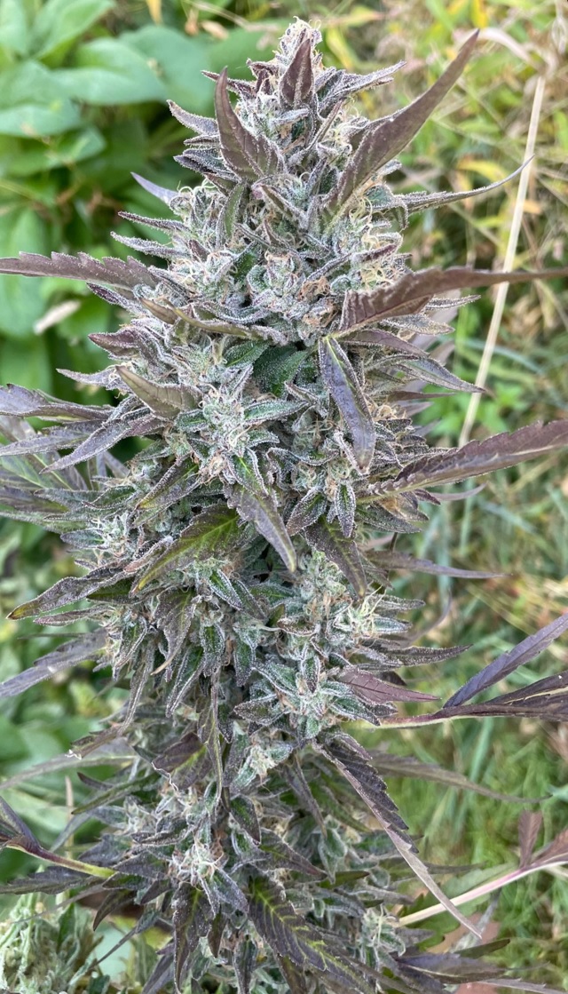 Beef Breath - Sherb Breath x Kobe Beef Bx3
