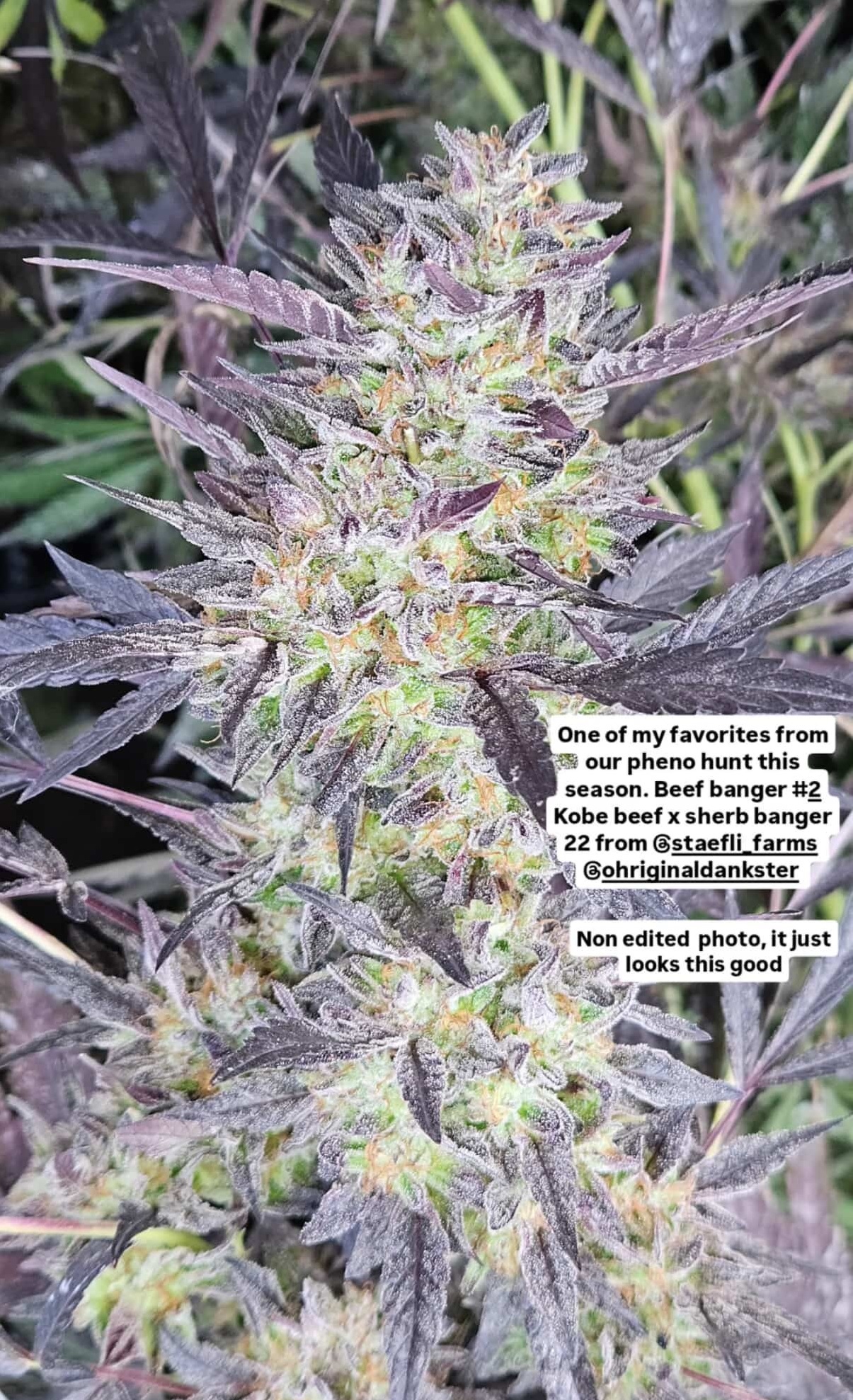 Beef Banger - Sherbanger 33 x Kobe Beef Bx3
