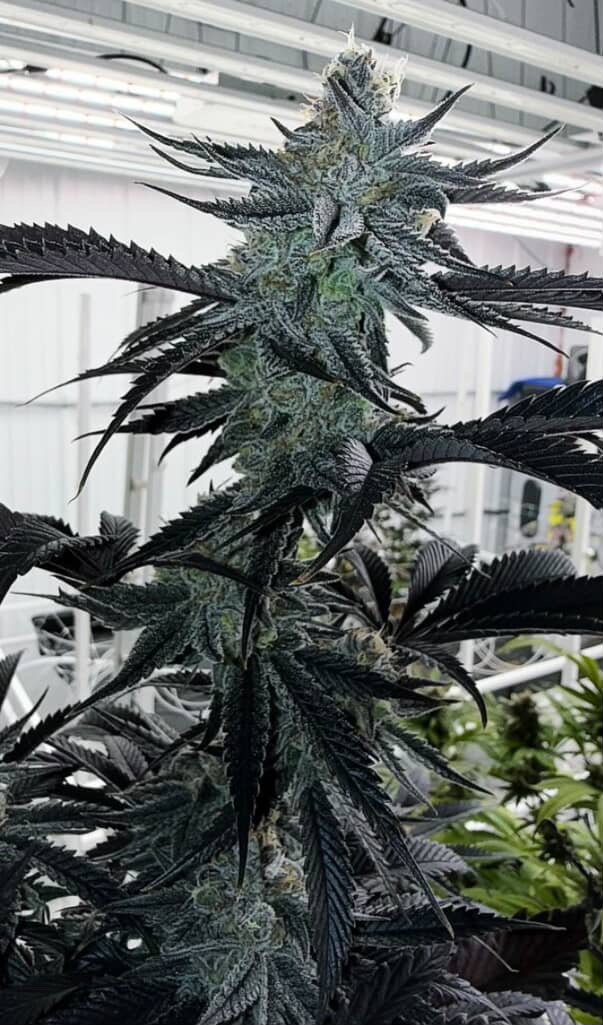 Wet Peach - (Moroccan peaches x Papaya Slüt)