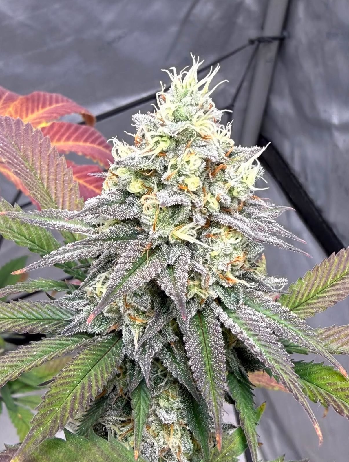 Crumpetz - Chem D x Bread Winner F3